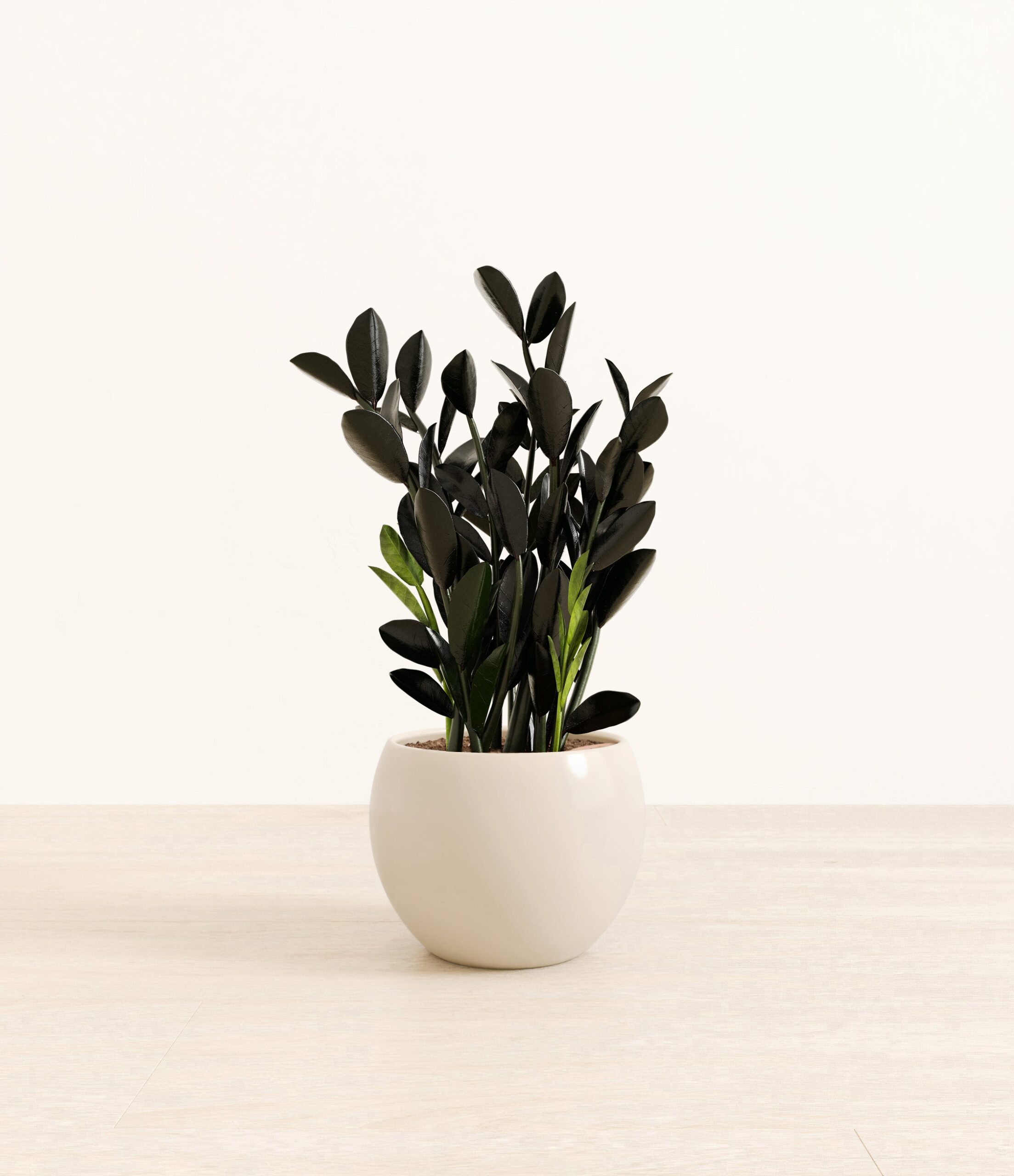 BlackZZPlantMonet_white_cream.jpg