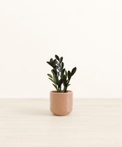 Black ZZ - Small Small Yoko