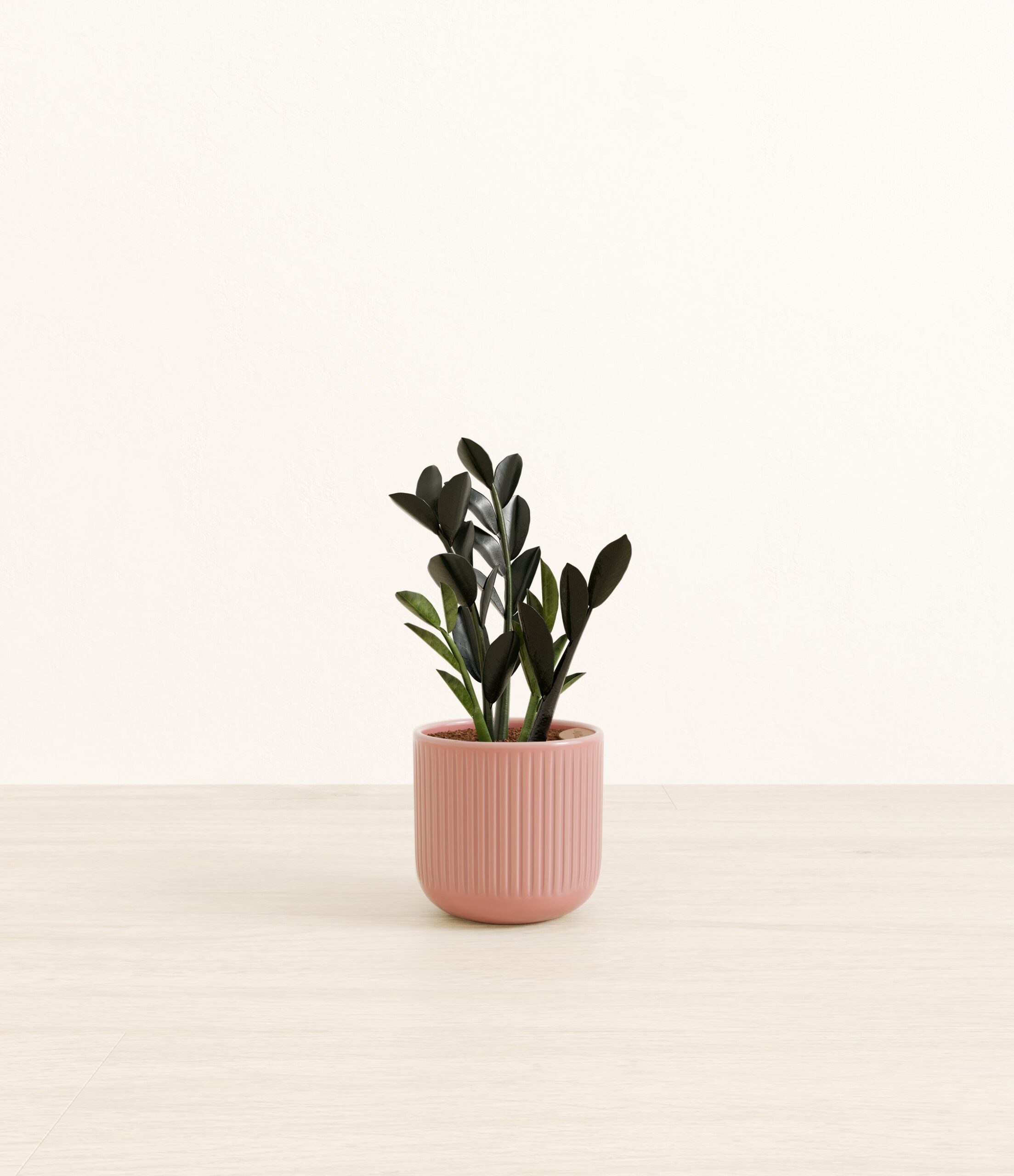 Black_ZZ_pink_striped.jpg