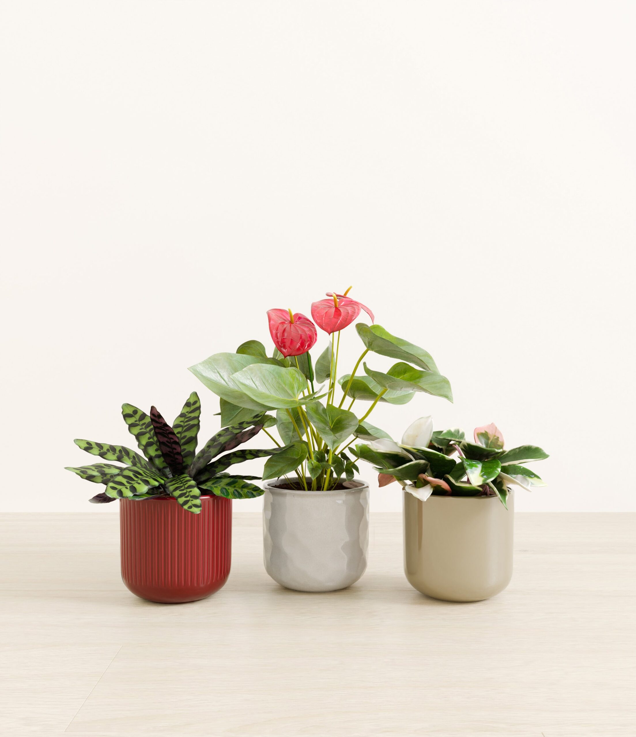 Blooming_bond_studio_cranberry_sage_palette.jpg