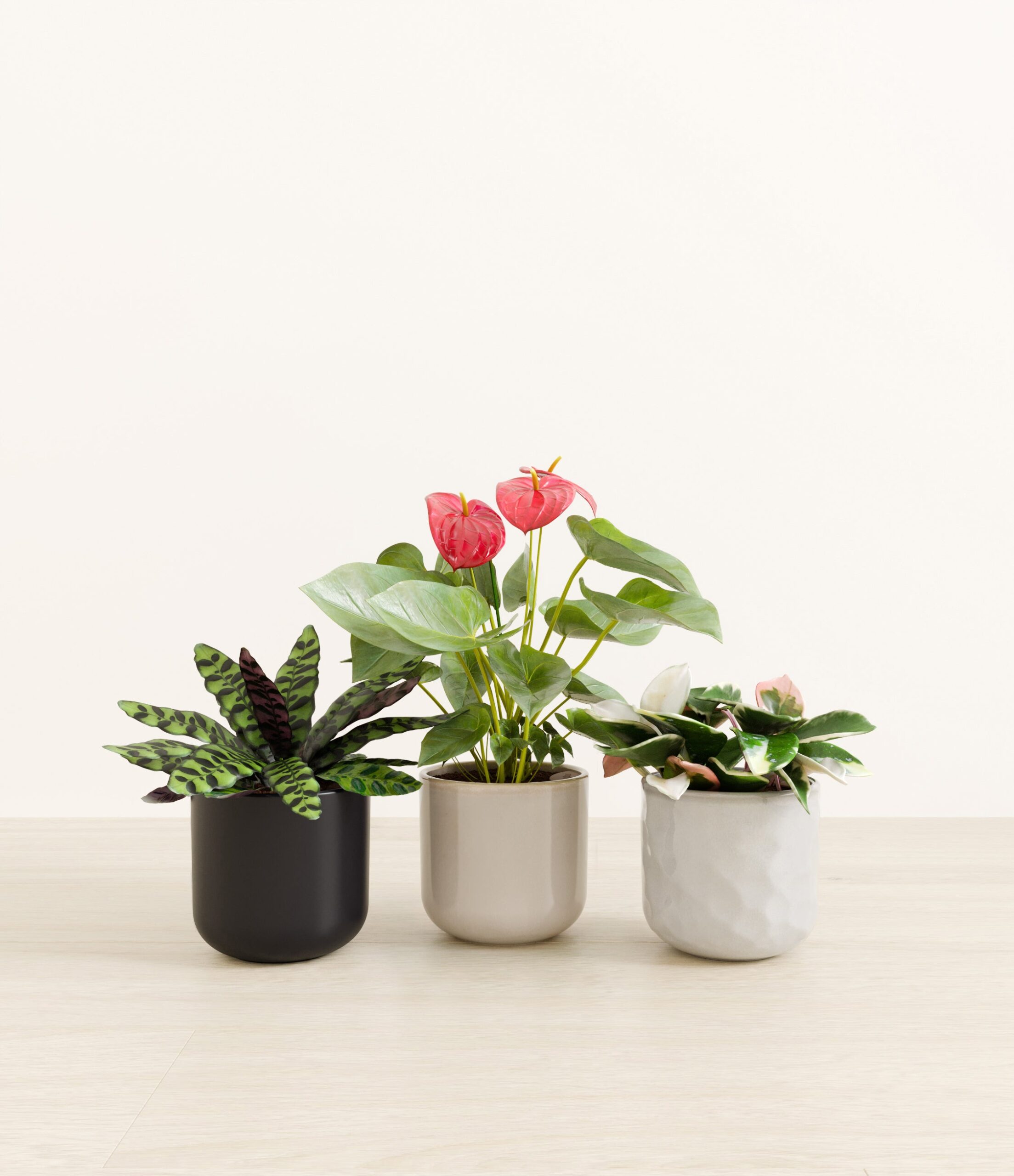 Blooming_bond_studio_midnight_snow_palette.jpg