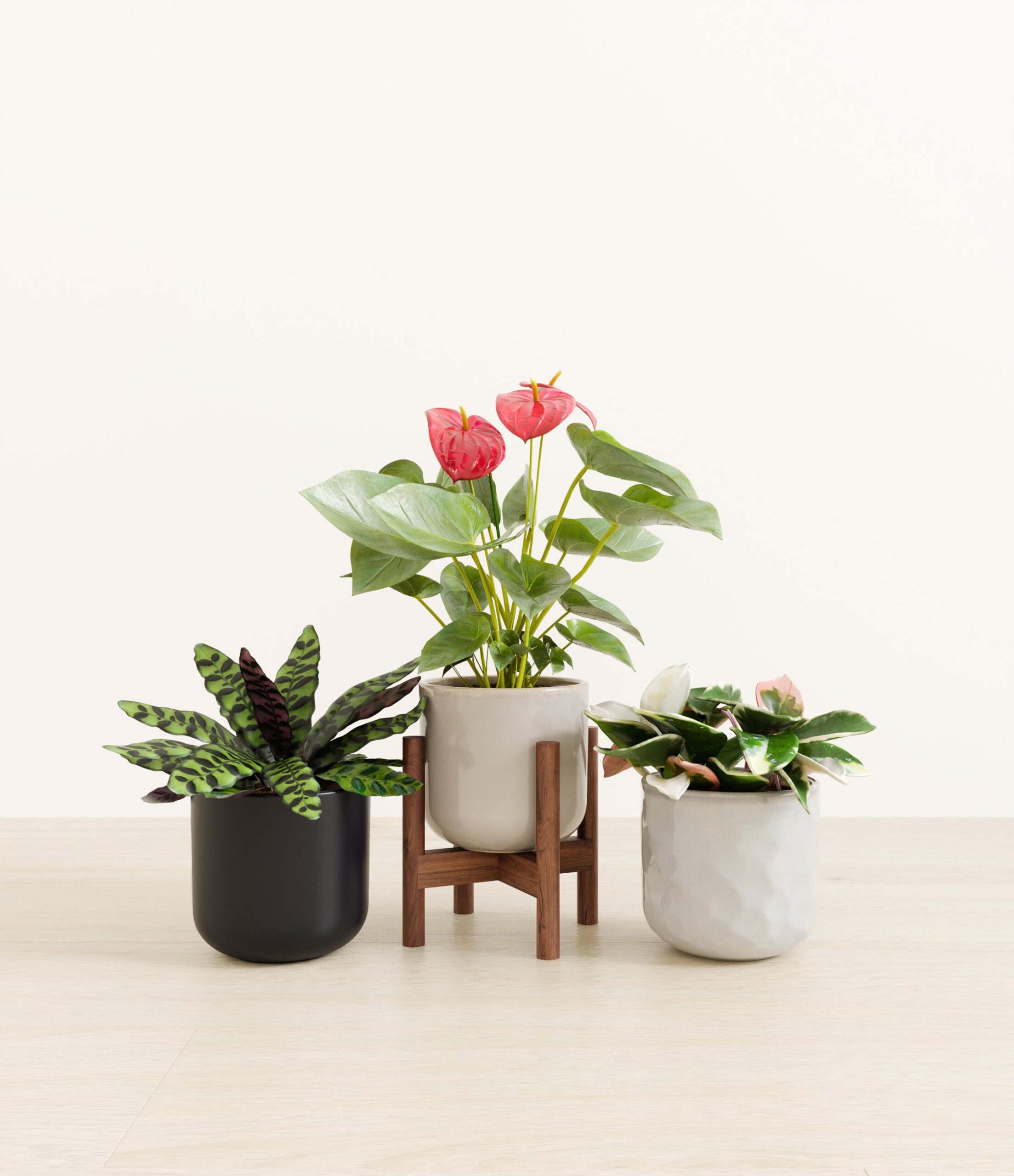 Blooming_bond_studio_midnight_snow_palette_stand.jpg