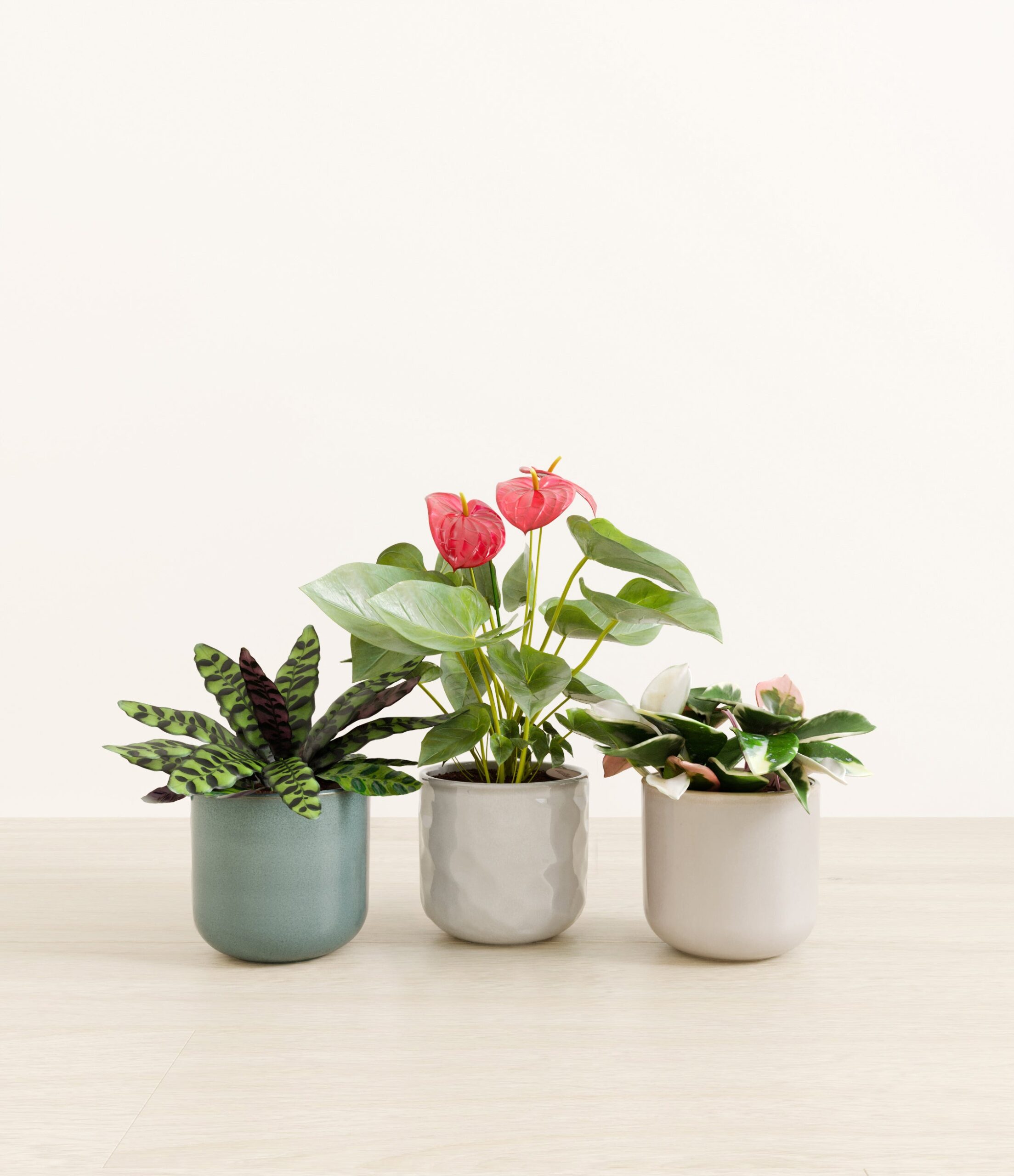 Blooming_bond_studio_moss_frost_palette.jpg
