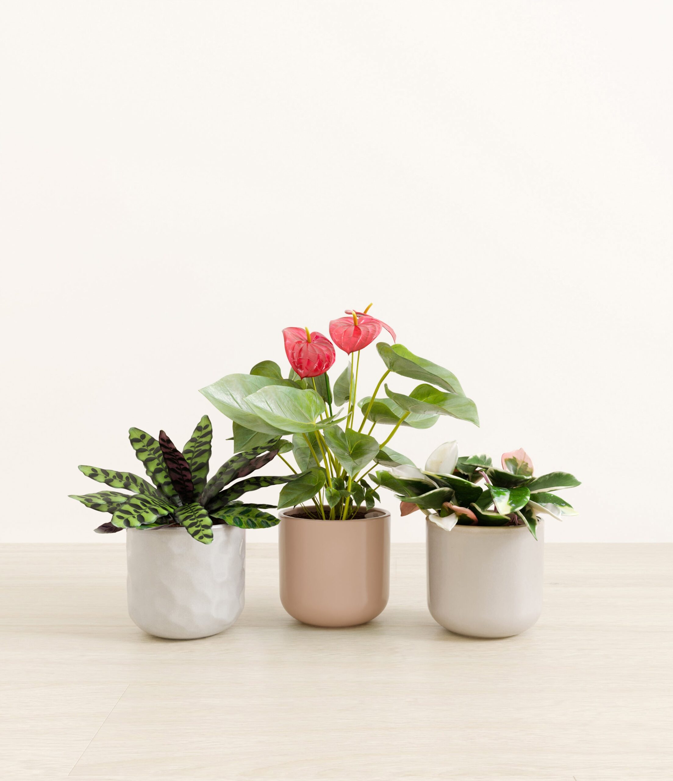 Blooming_bond_studio_winter_rose_palette.jpg