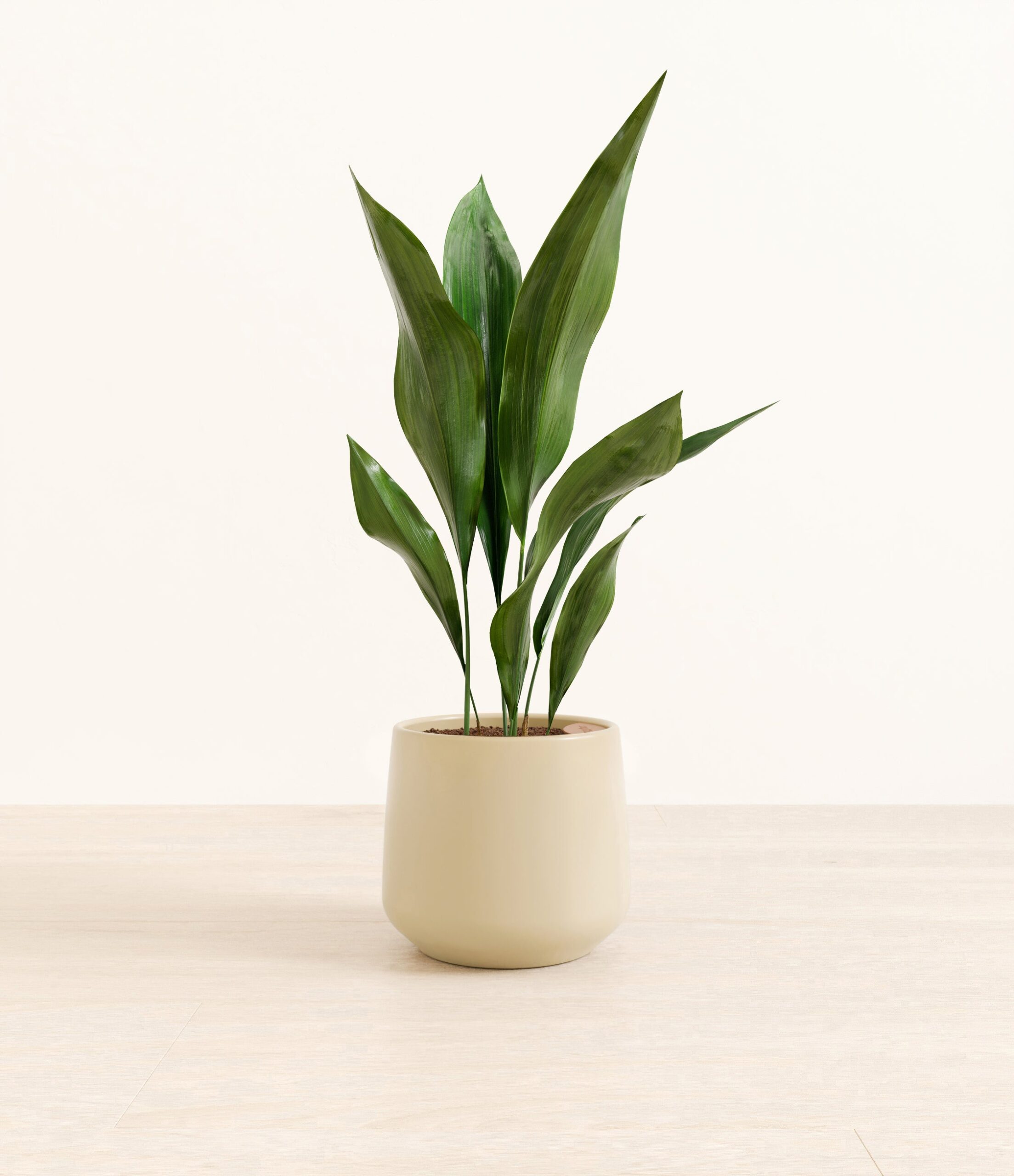 CastIronPlantAmber_medium_beige.jpg