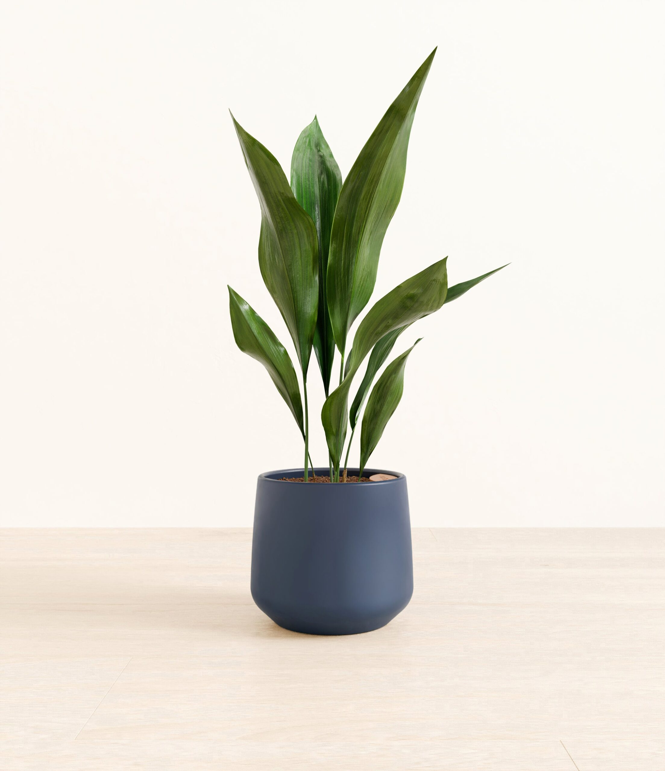 CastIronPlantAmber_medium_blue.jpg