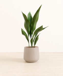 Cast Iron Plant - Medium Amber