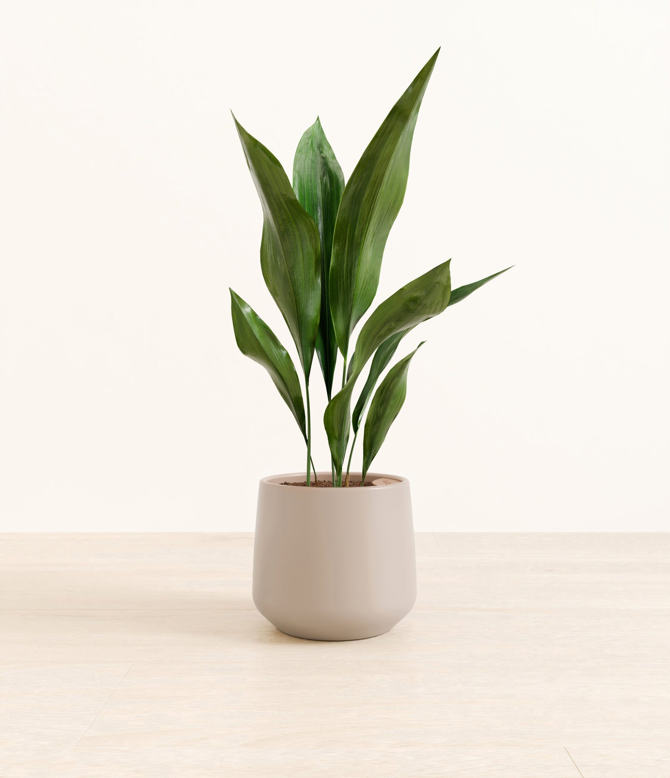 CastIronPlantAmber_medium_light_grey.jpg