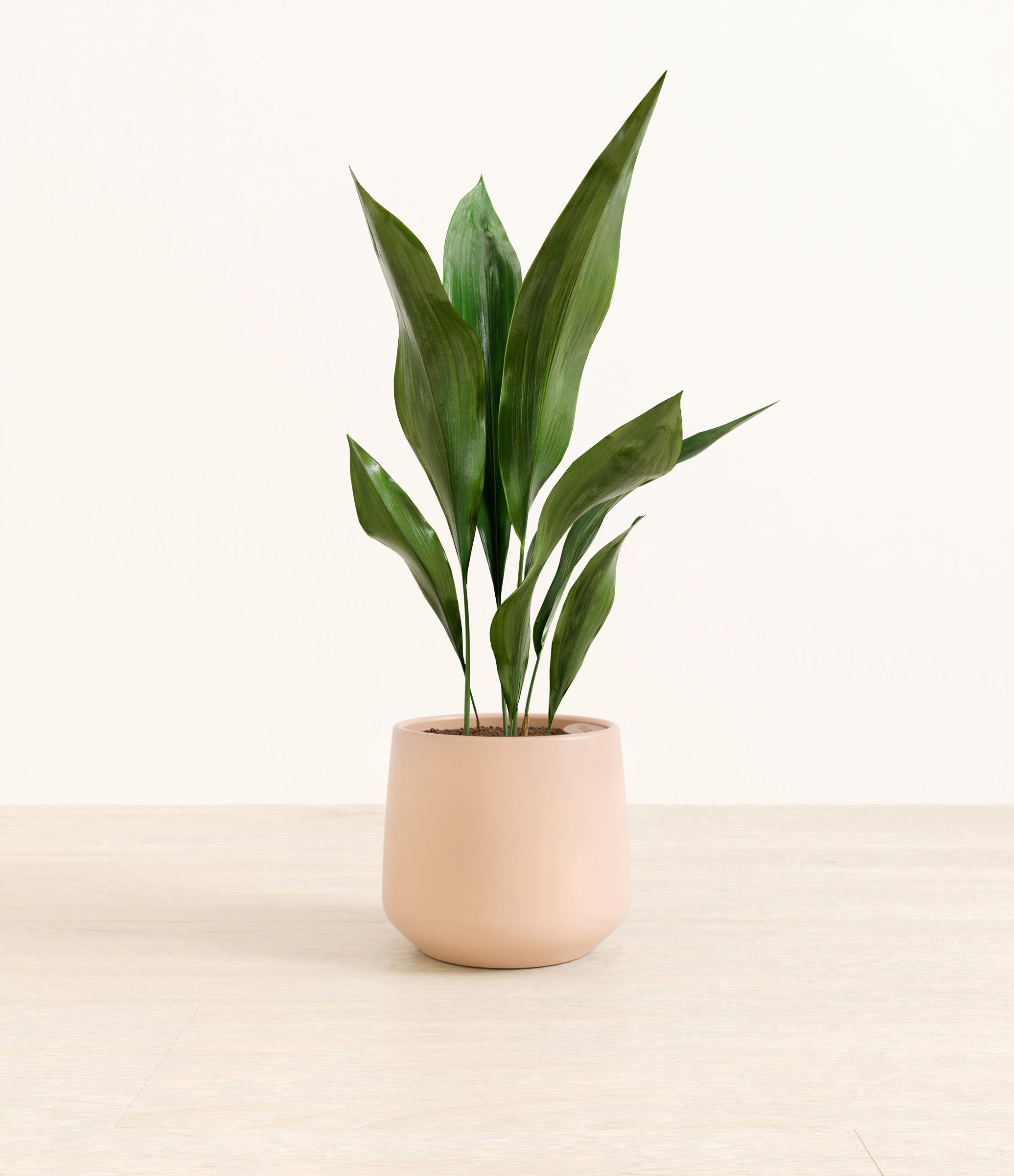 CastIronPlantAmber_medium_light_pink.jpg