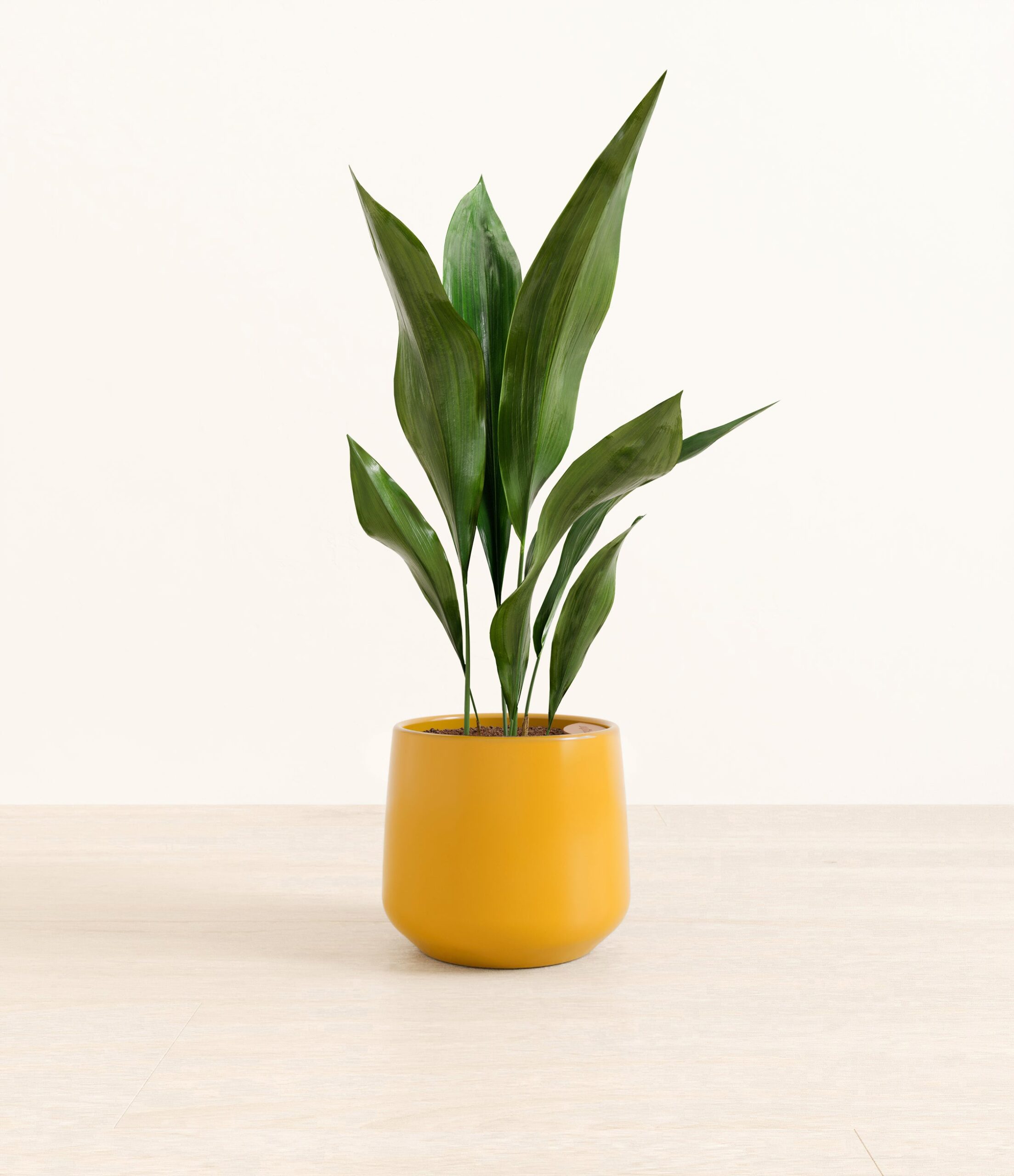 CastIronPlantAmber_medium_mustard_yellow.jpg