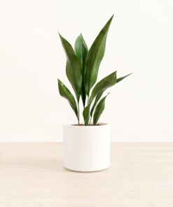 Cast Iron Plant - Medium Era