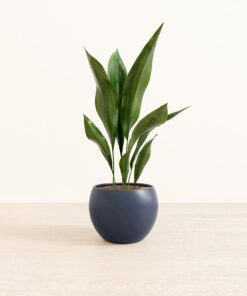 Cast Iron Plant - Medium Monet
