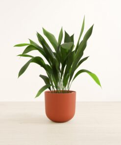 Cast Iron Plant - Large Agatha