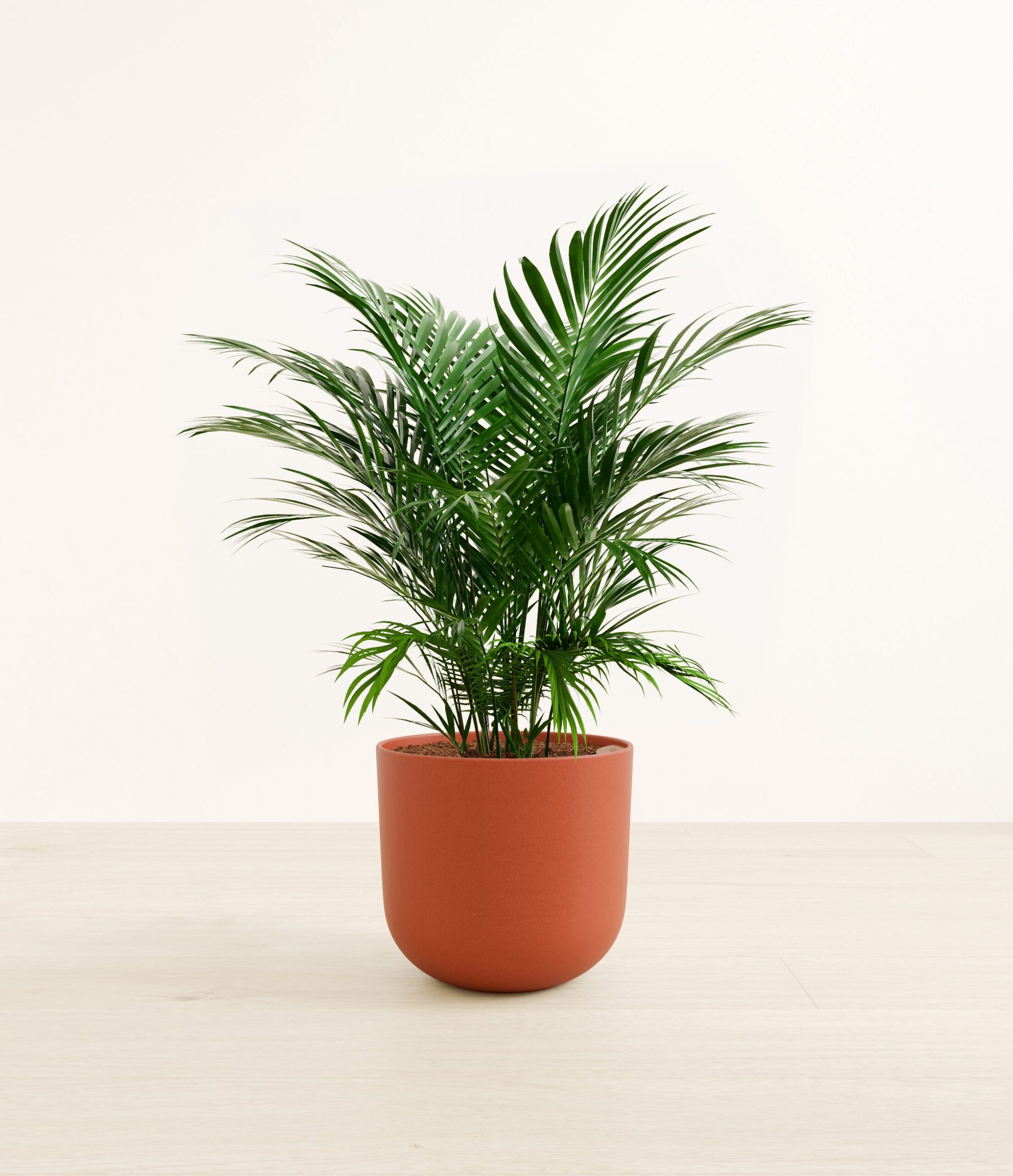 CatPalmLarge_Earth_Red.jpg
