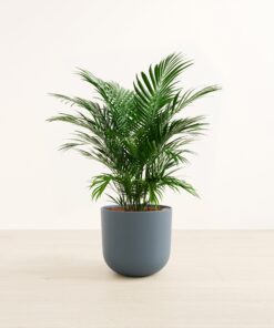 Cat Palm - Large Agatha