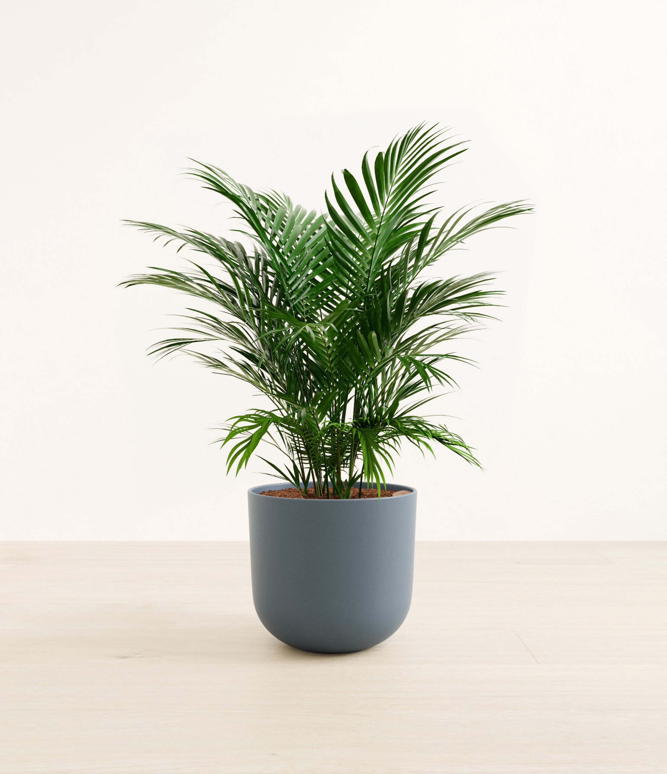 CatPalmLarge_Iron_Gray.jpg