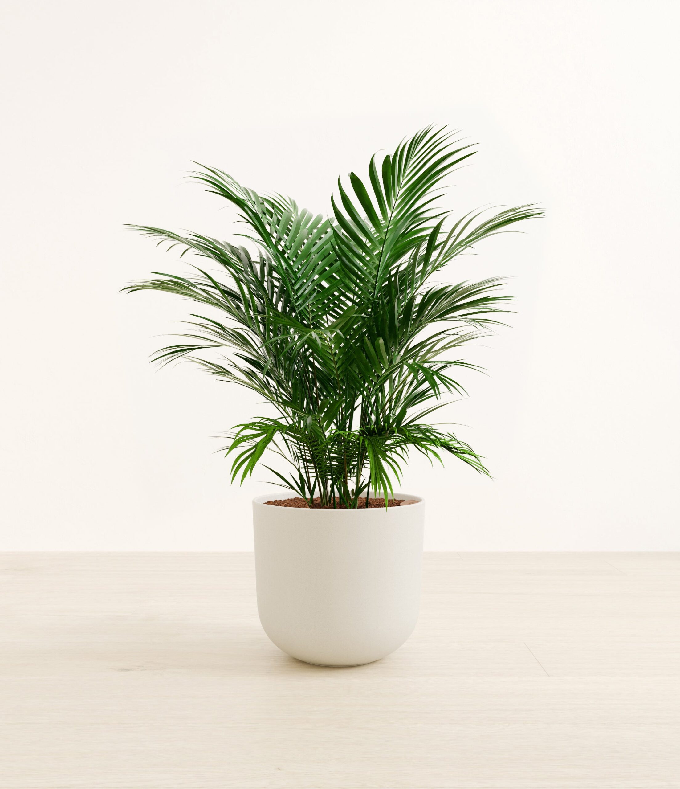 CatPalmLarge_Natural_Bamboo.jpg