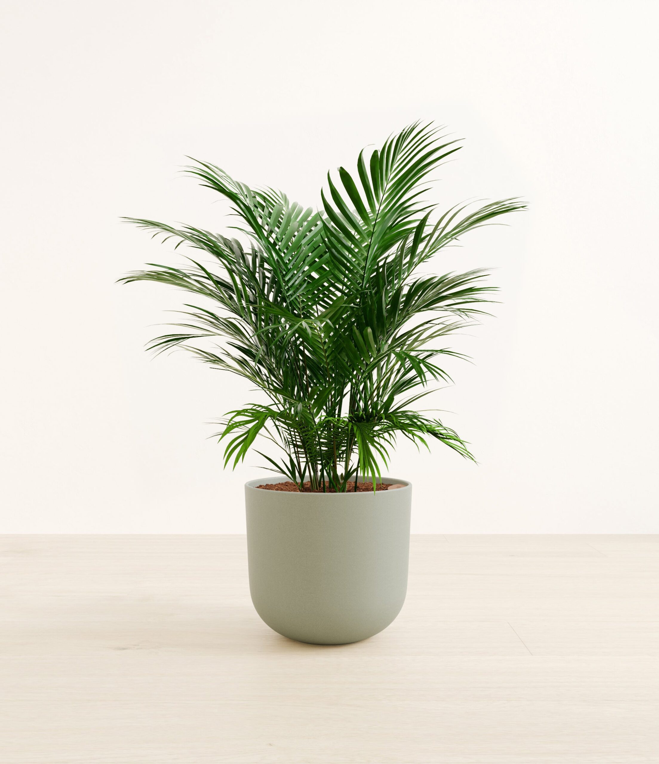 CatPalmLarge_Sage_Green.jpg