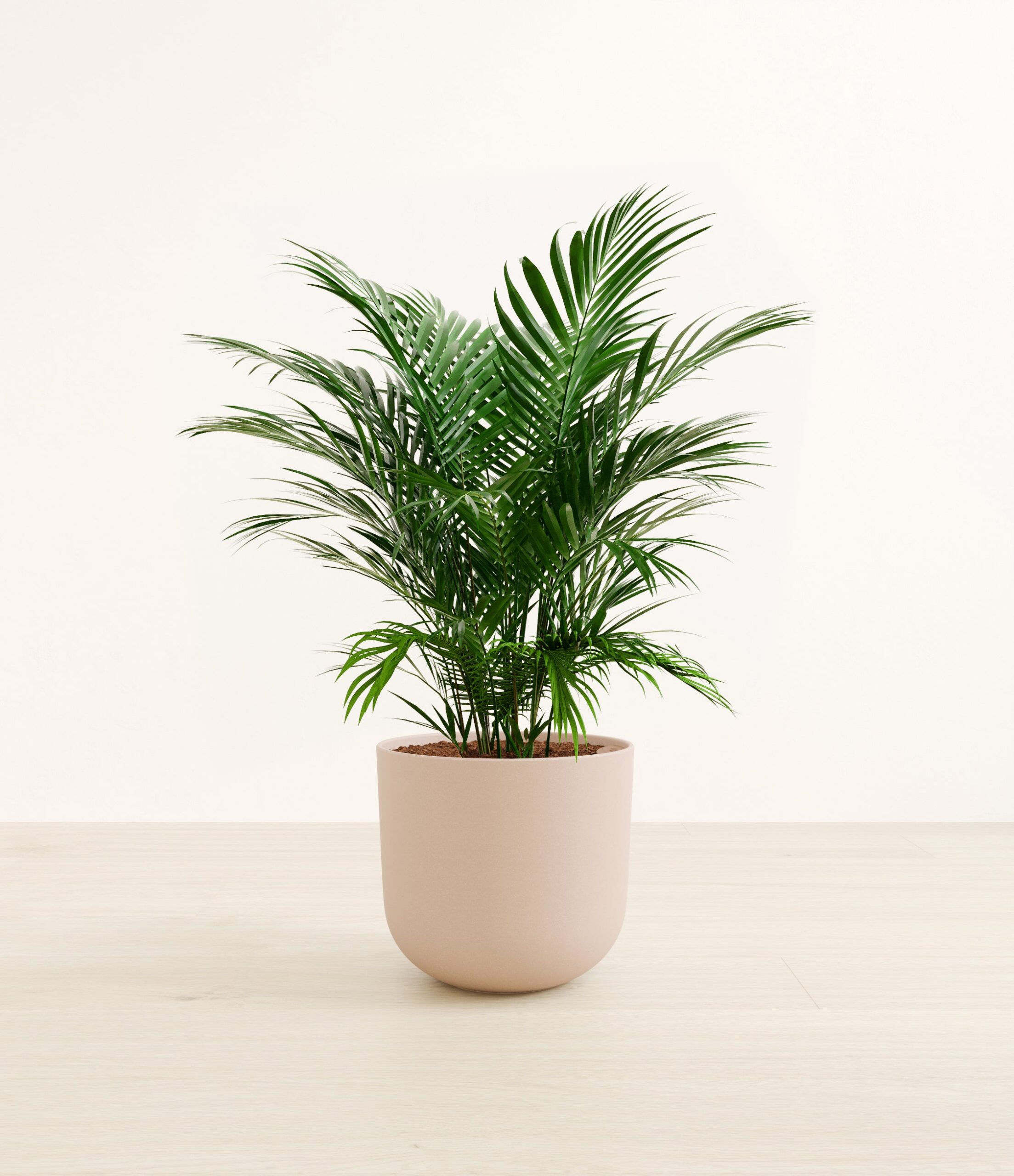 CatPalmLarge_Sandy_Pink.jpg