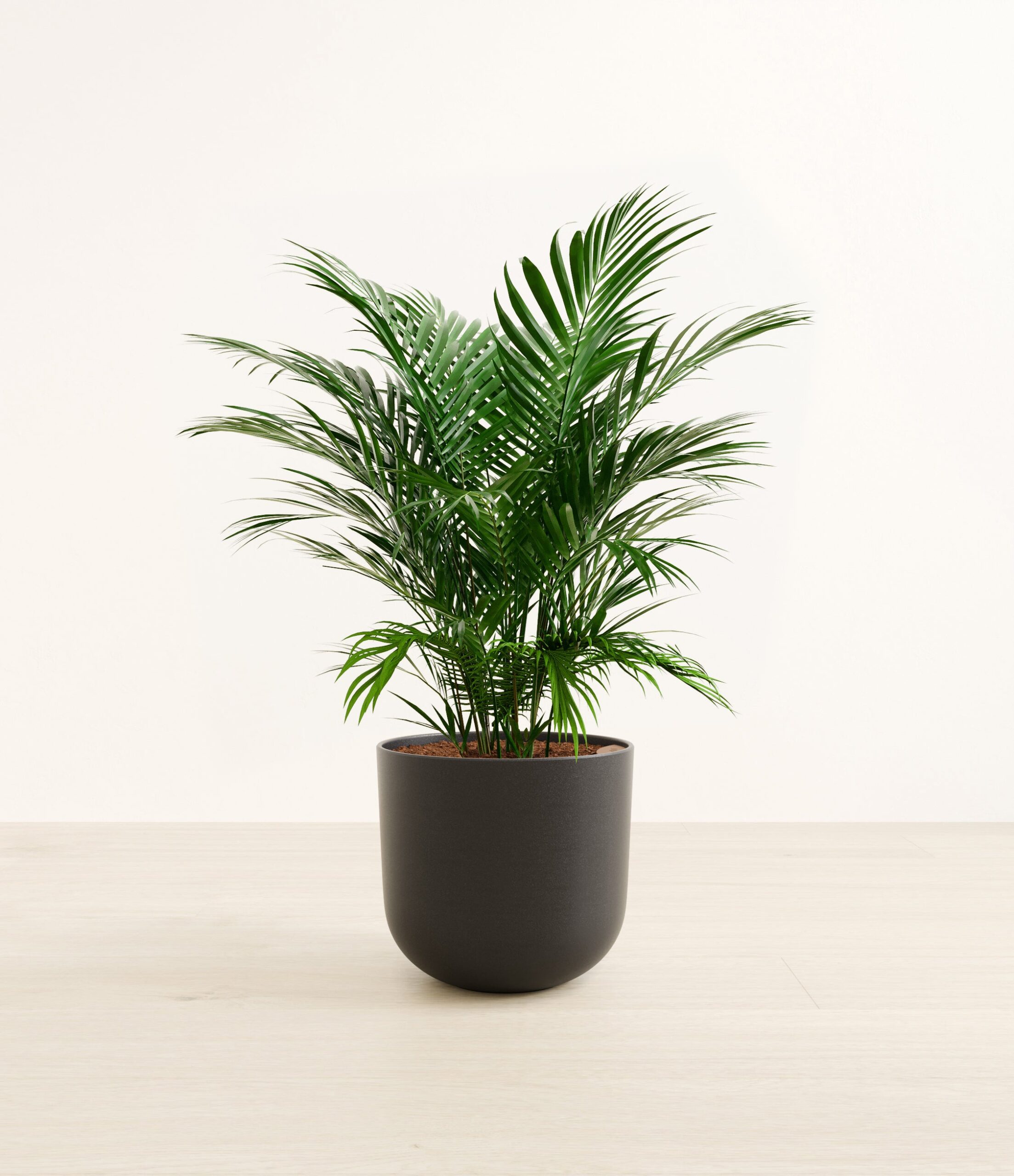 CatPalmLarge_Stone_Black.jpg