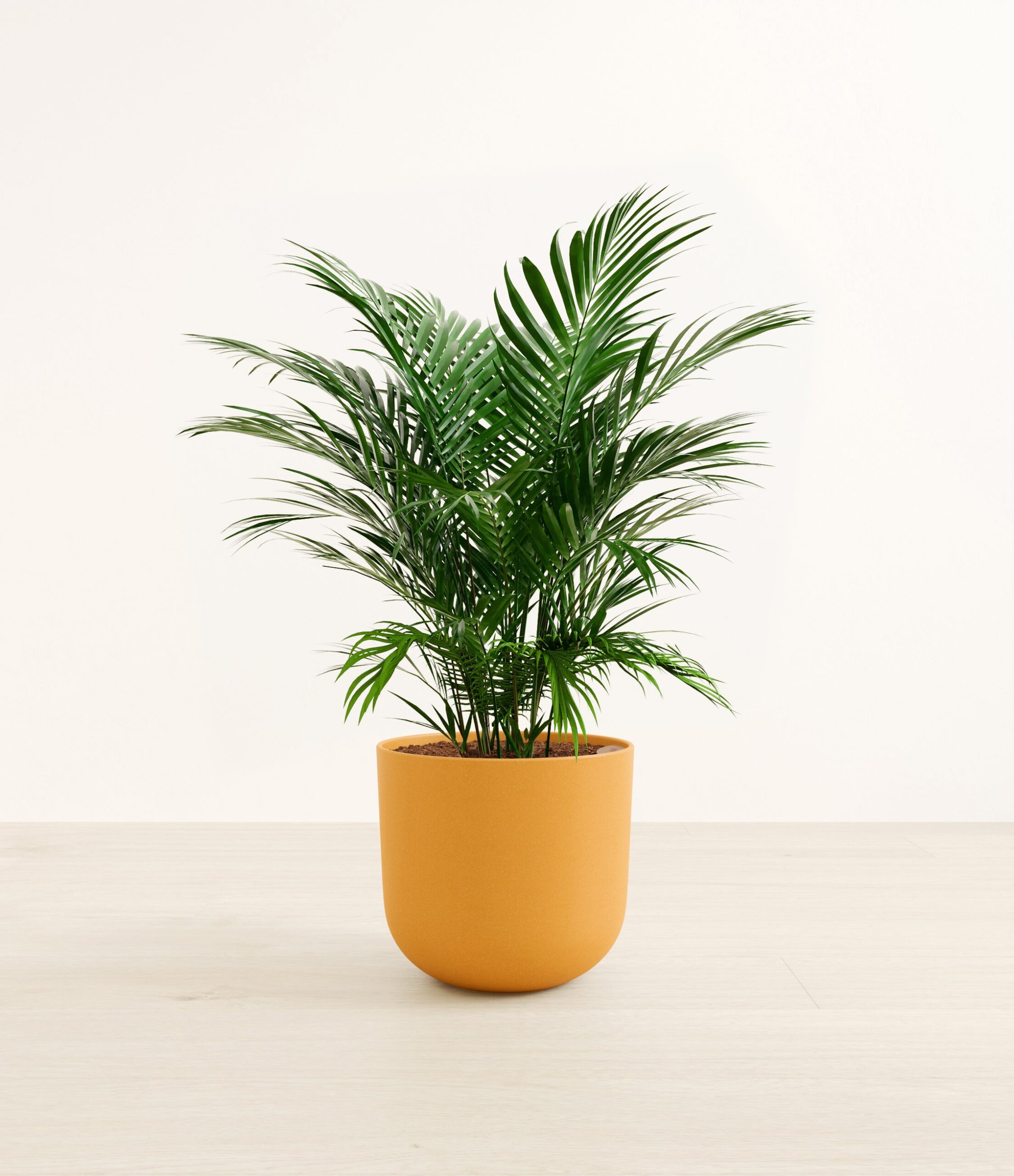 CatPalmLarge_Sunset_Orange.jpg
