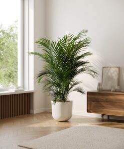 Cat Palm - Xl Agatha