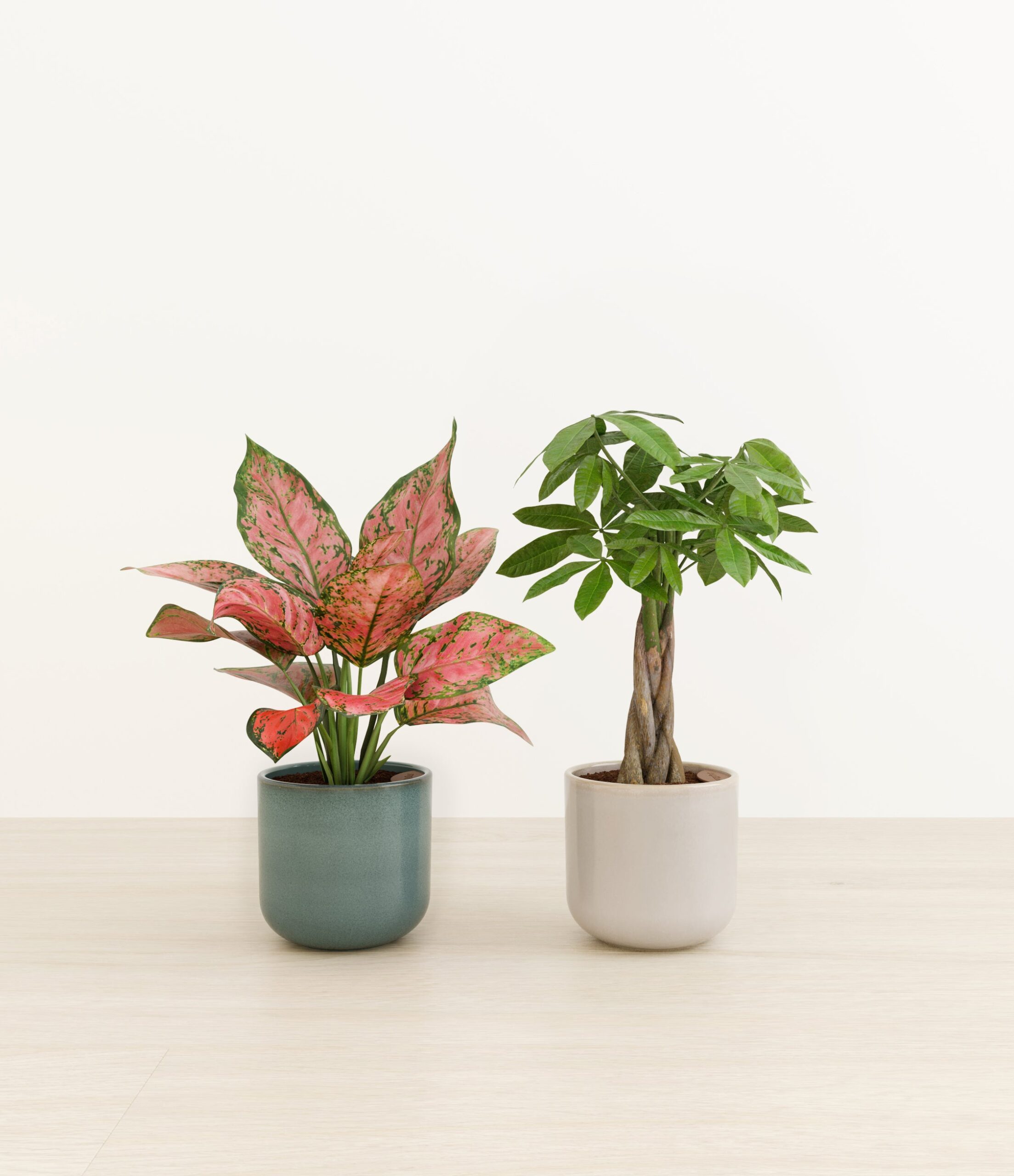 Cherished_duo_studio_frosted_pine_palette.jpg