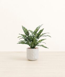 Chinese Evergreen - Small Small Yoko
