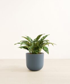 Chinese Evergreen - Large Agatha