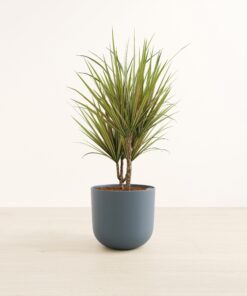 Dracaena Bicolor - Large Agatha