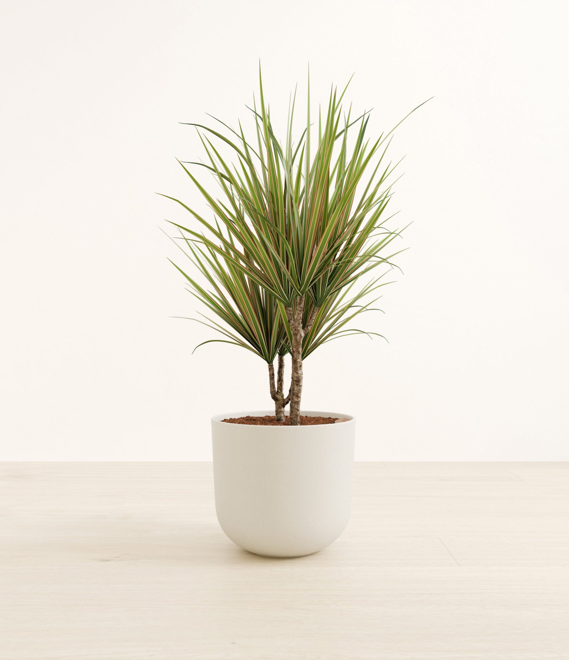 DracaenaBiColorLarge_Natural_Bamboo.jpg