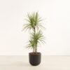 Dracaena Kiwi - Huge Agatha