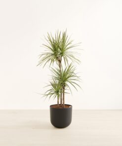 Dracaena Kiwi - Huge Agatha