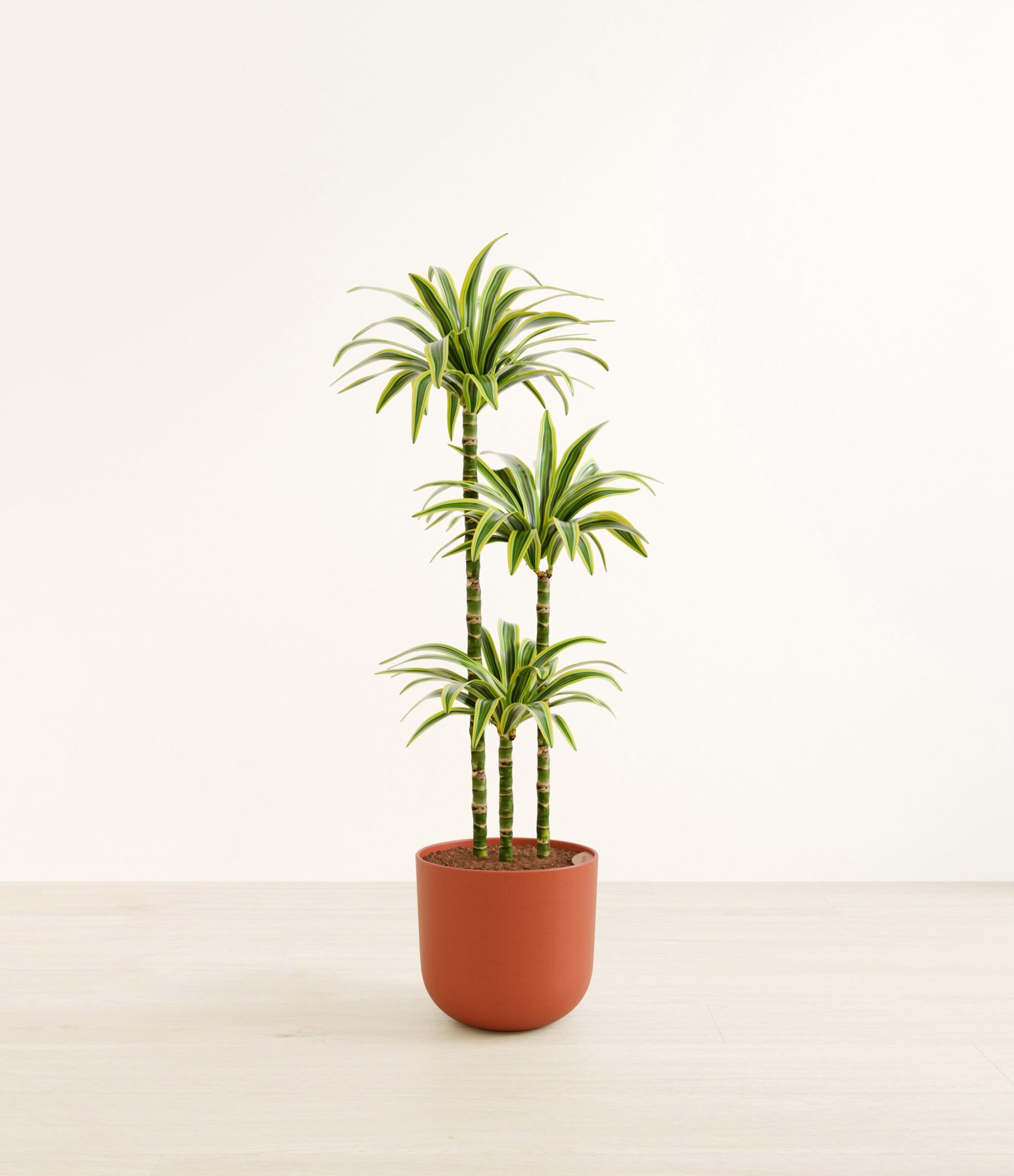 DracaenaLemonLimeHuge_Earth_Red.jpg