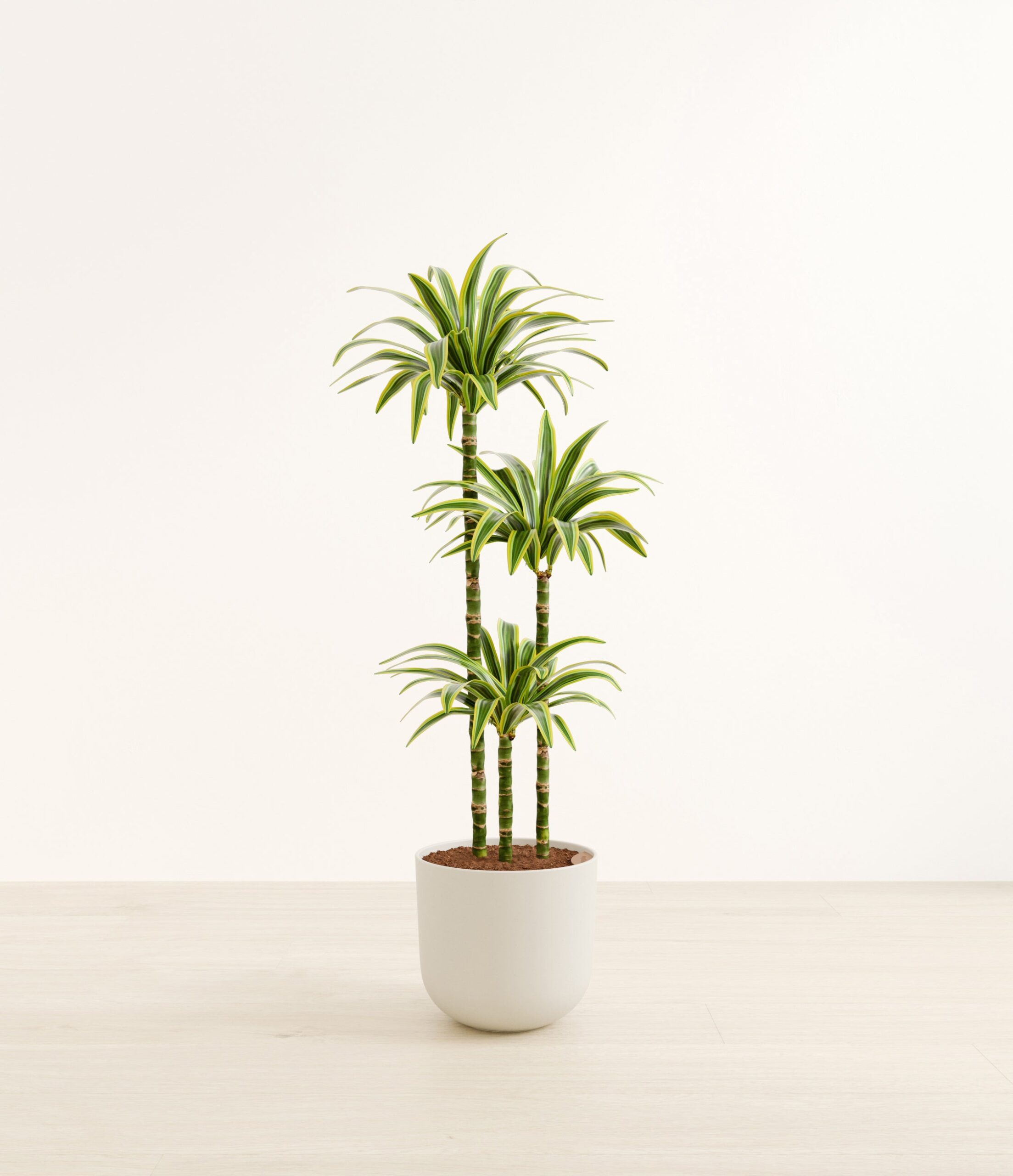 DracaenaLemonLimeHuge_Natural_Bamboo.jpg