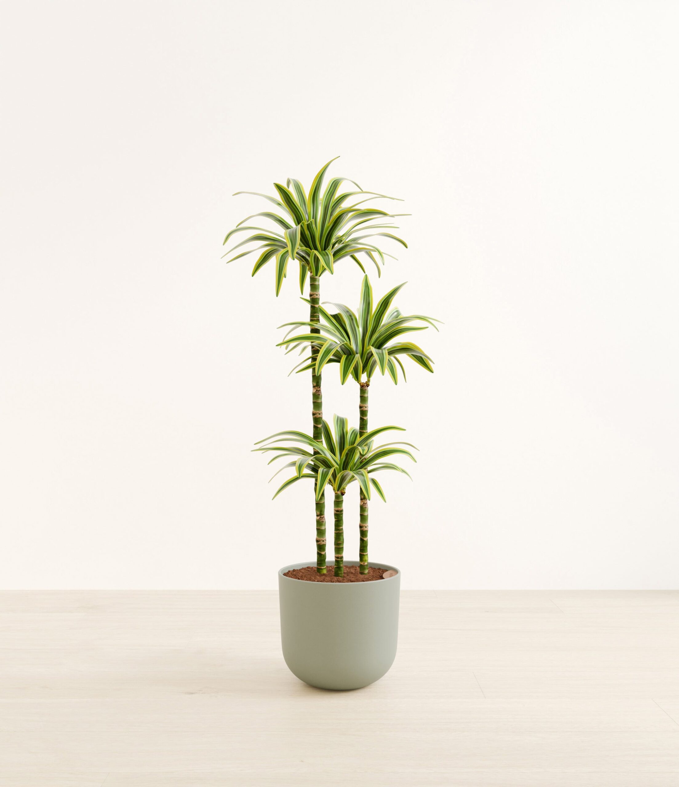 DracaenaLemonLimeHuge_Sage_Green.jpg