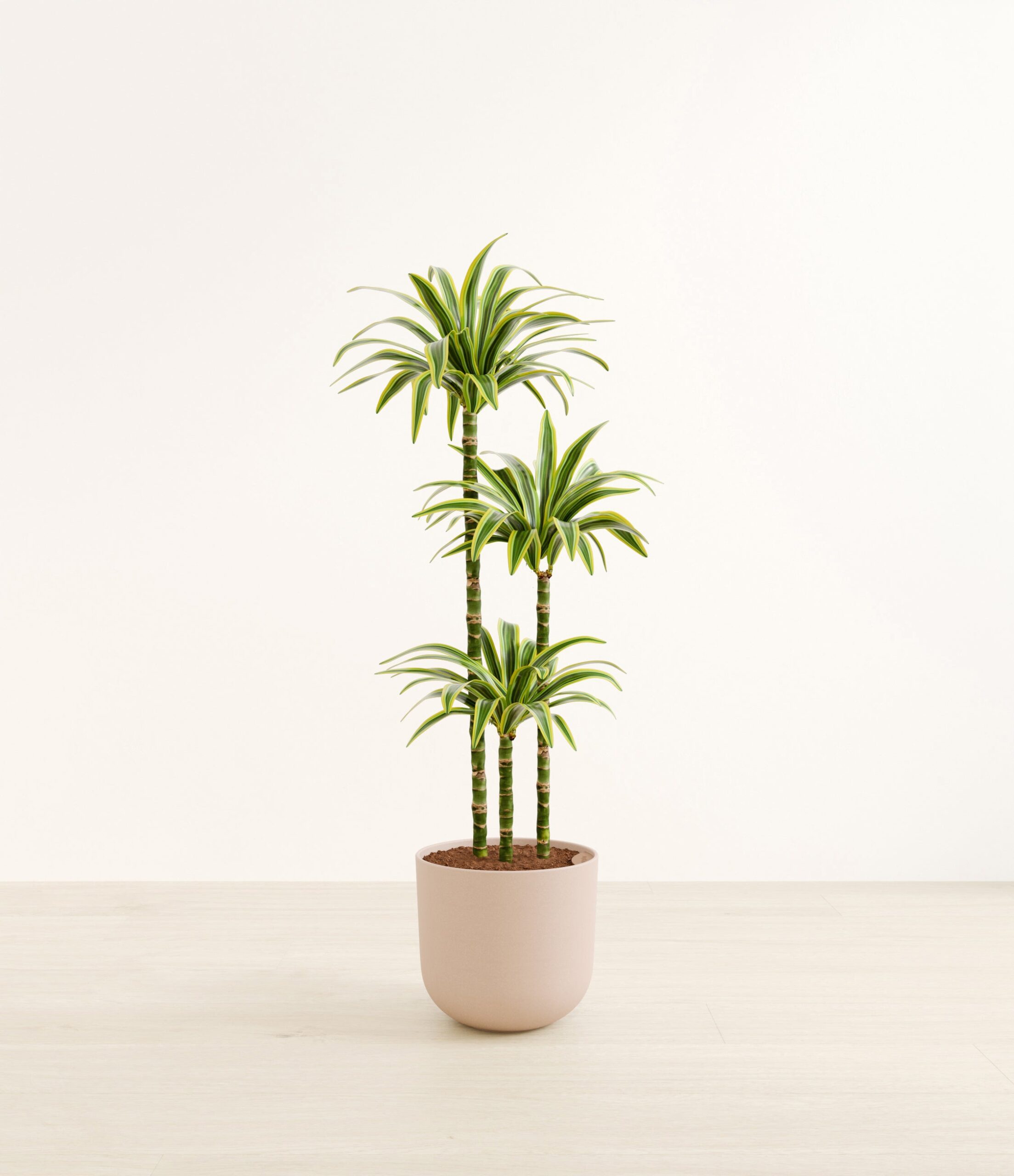 DracaenaLemonLimeHuge_Sandy_Pink.jpg