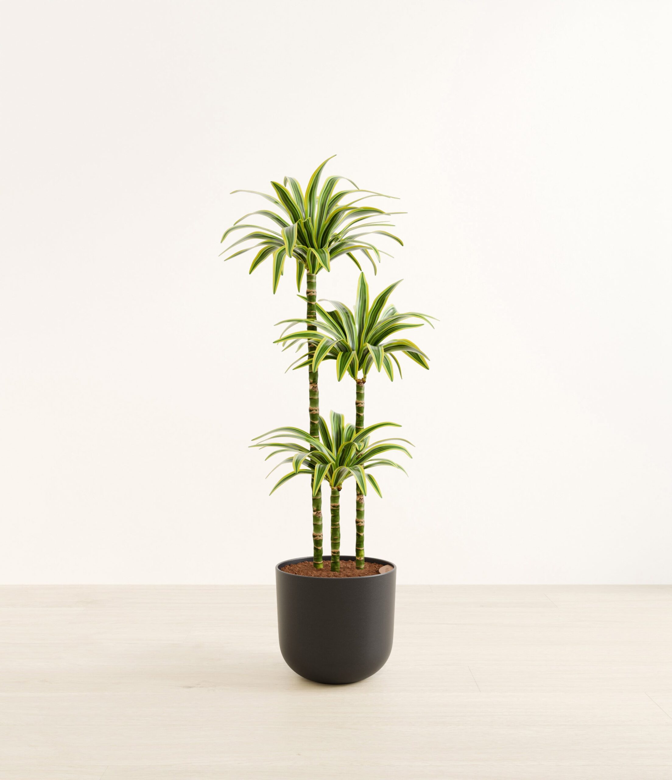 DracaenaLemonLimeHuge_Stone_Black.jpg