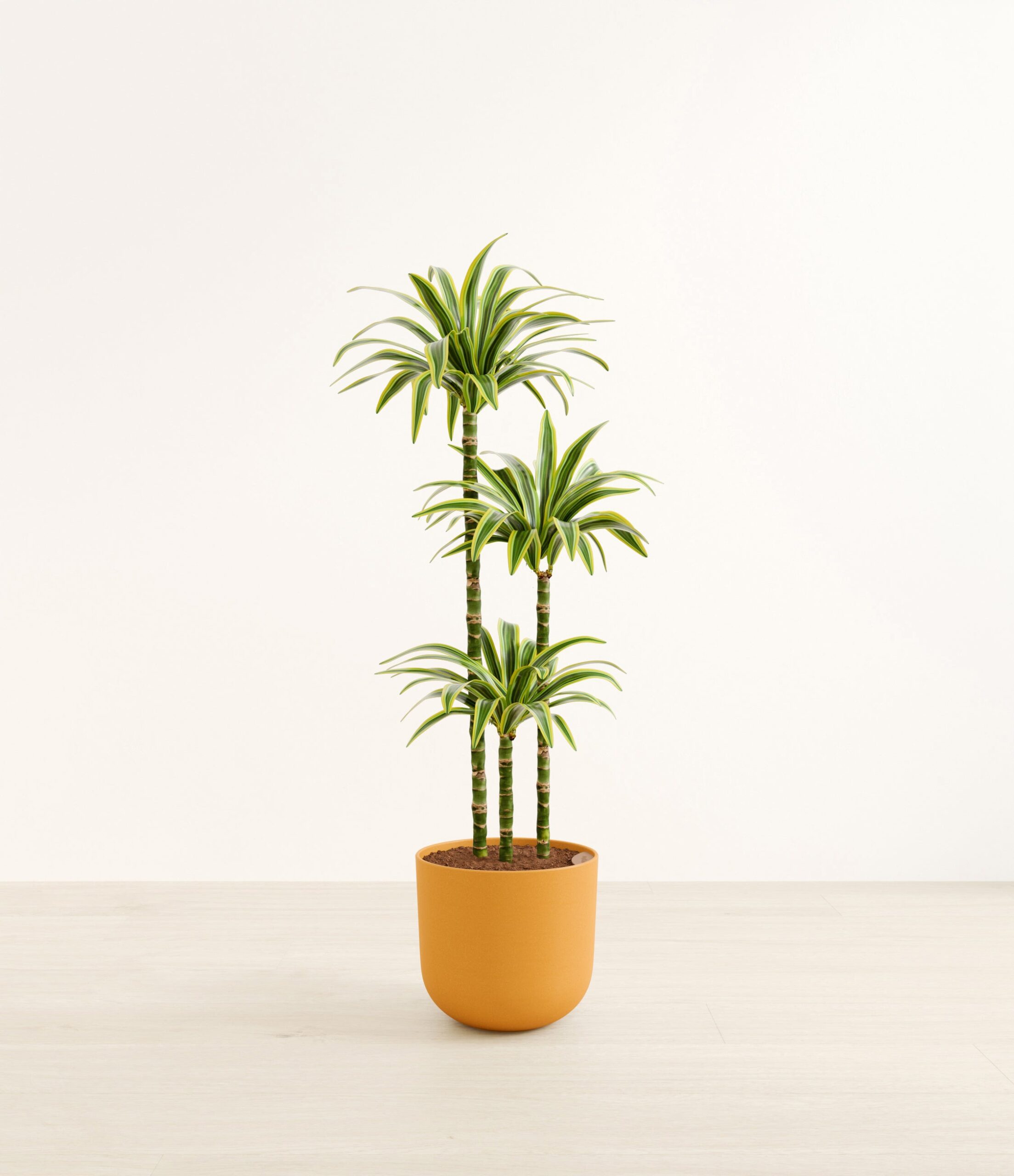 DracaenaLemonLimeHuge_Sunset_Orange.jpg