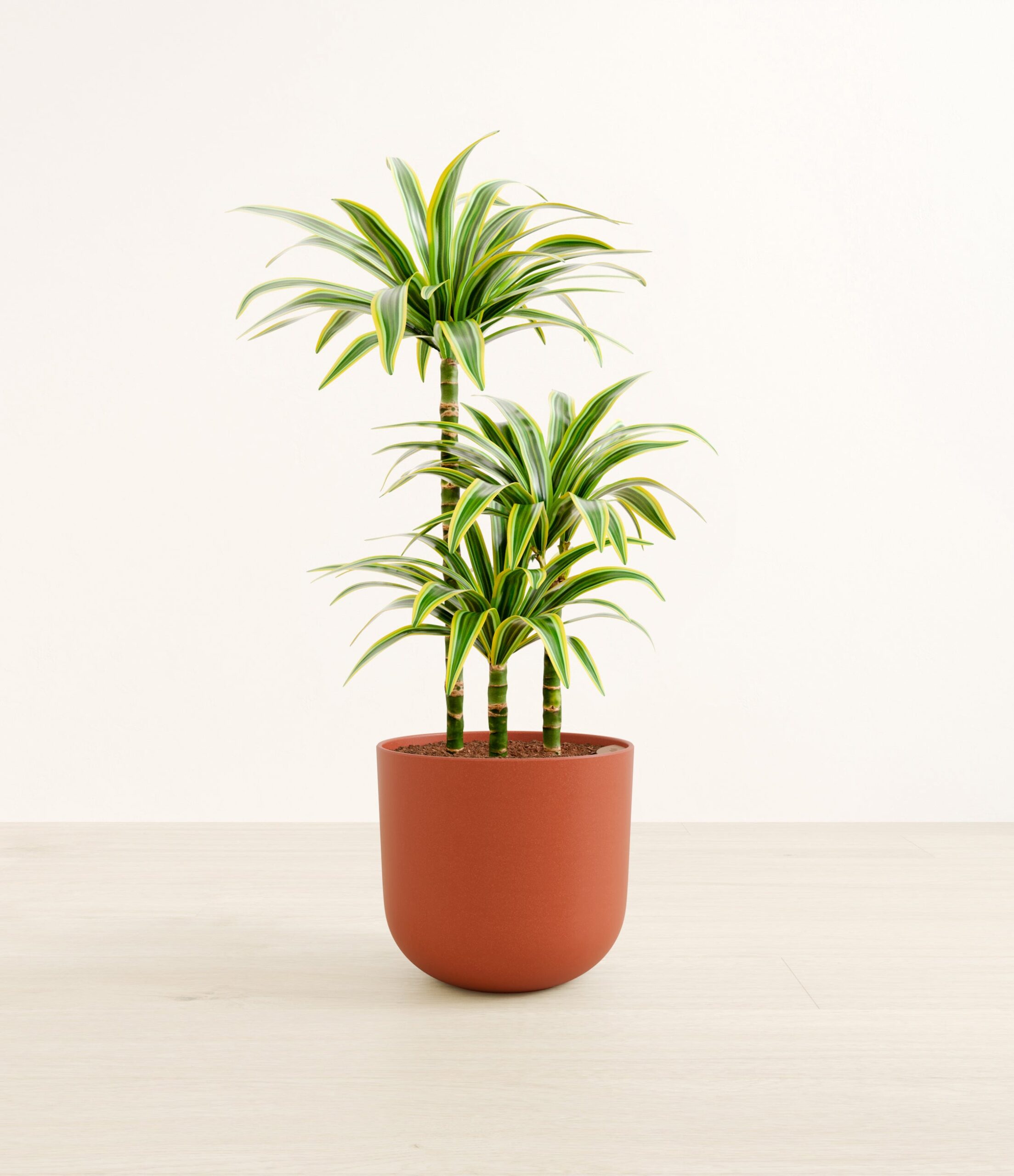 DracaenaLemonLimeLarge_Earth_Red.jpg