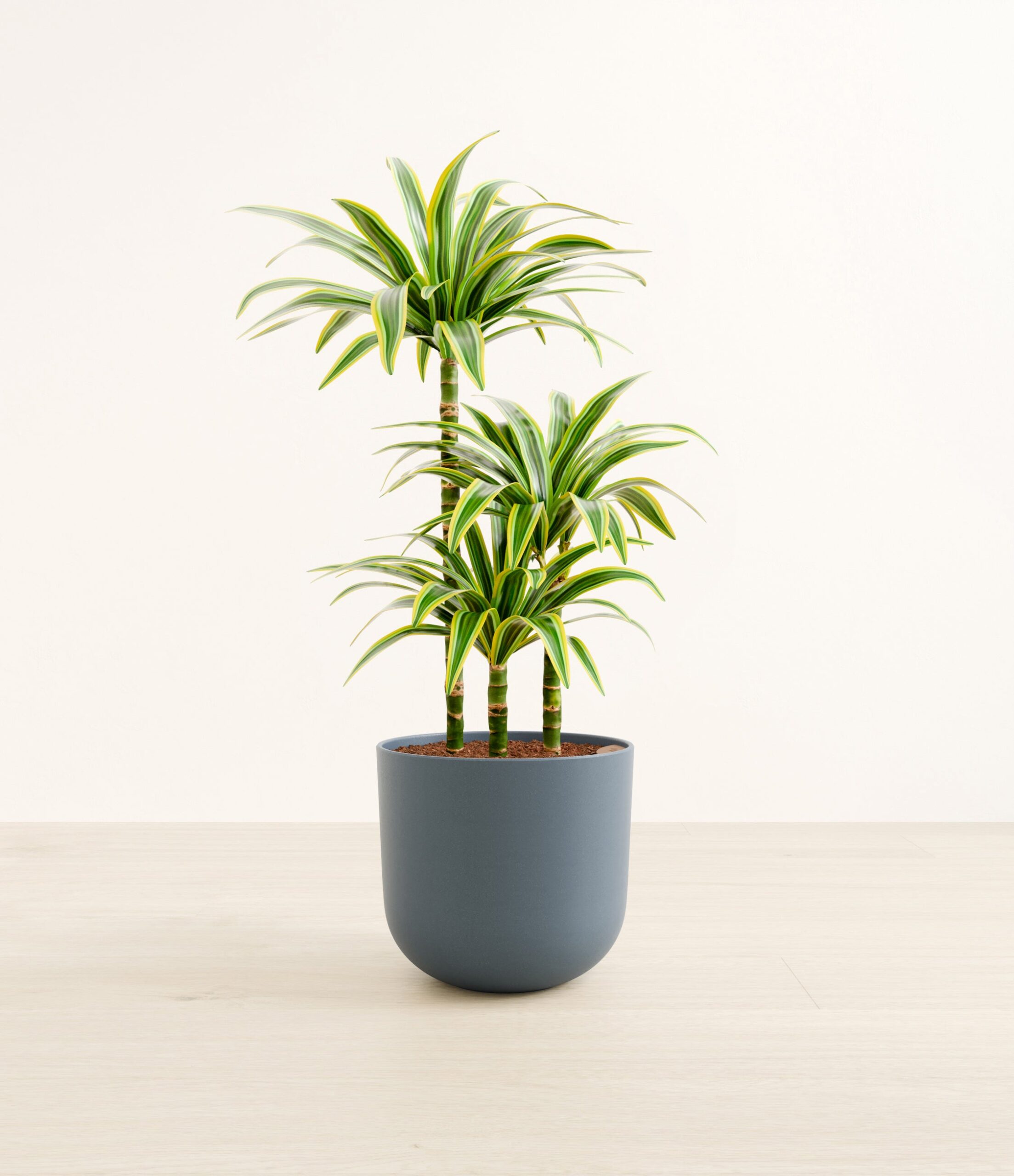 DracaenaLemonLimeLarge_Iron_Gray.jpg