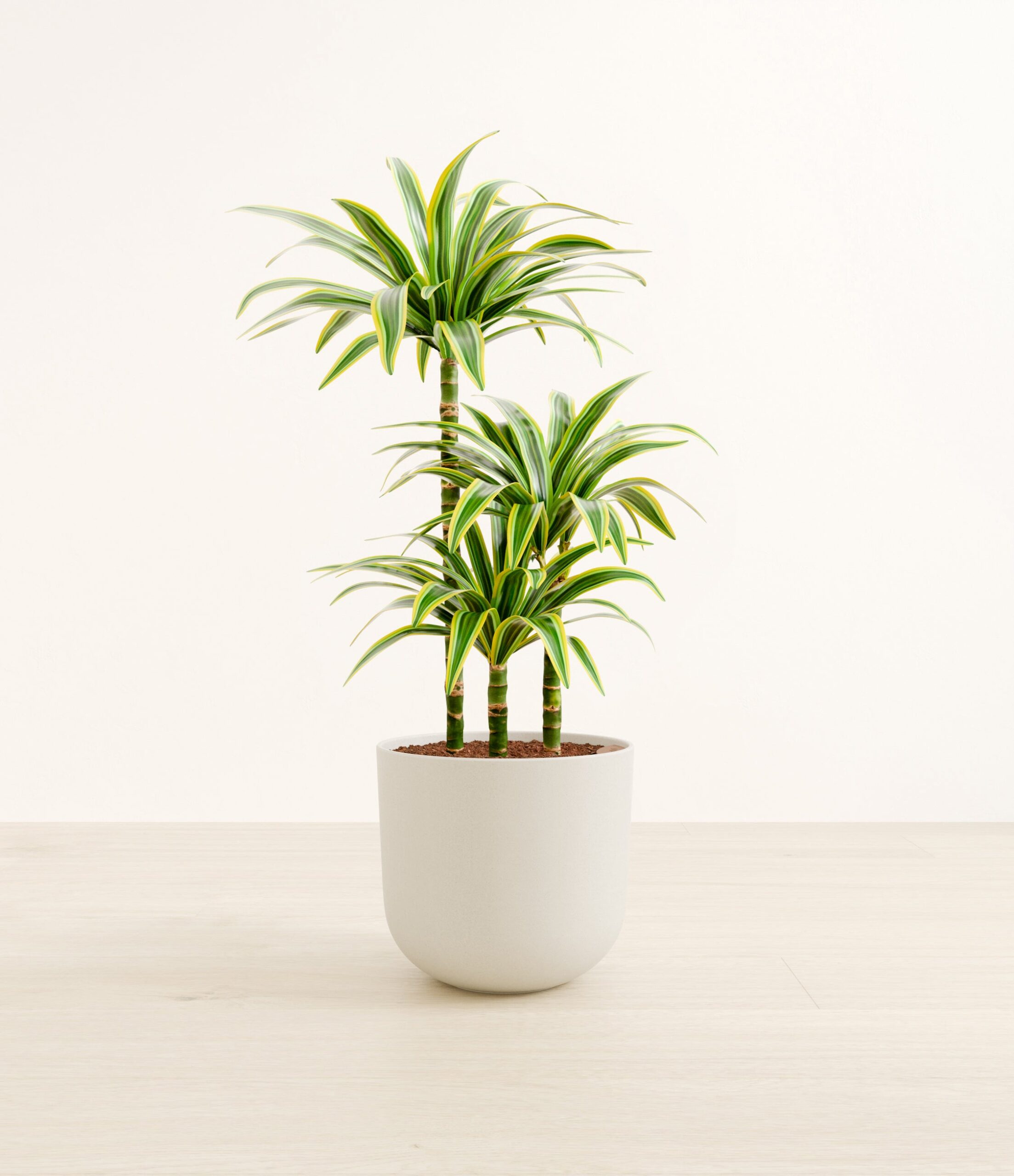 DracaenaLemonLimeLarge_Natural_Bamboo.jpg