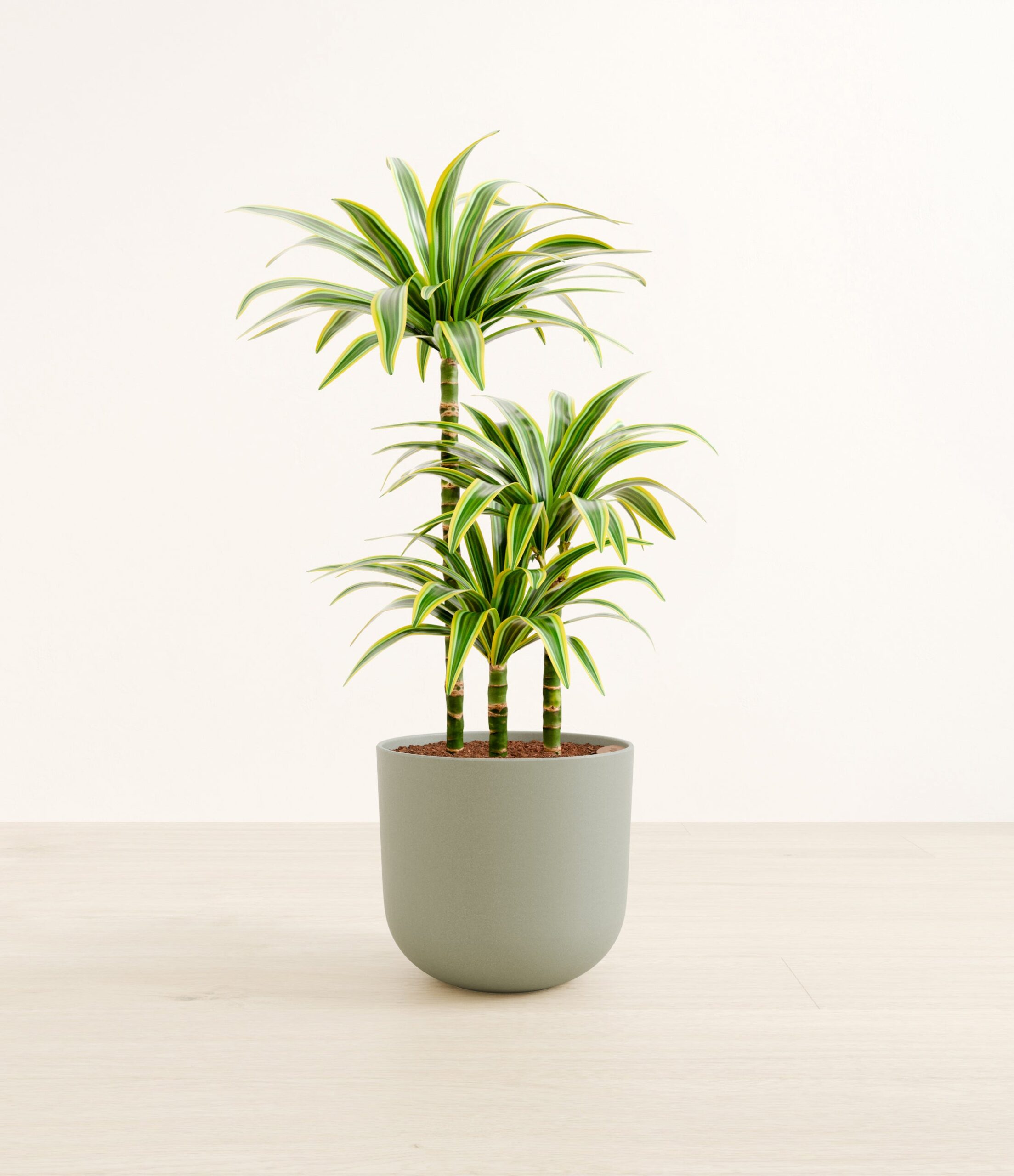 DracaenaLemonLimeLarge_Sage_Green.jpg