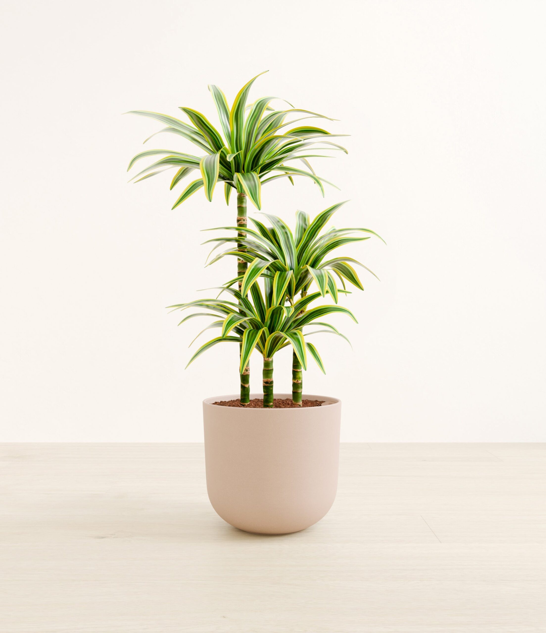 DracaenaLemonLimeLarge_Sandy_Pink.jpg