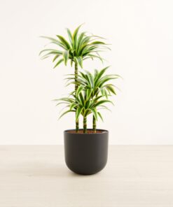 Lemon Lime - Large Agatha