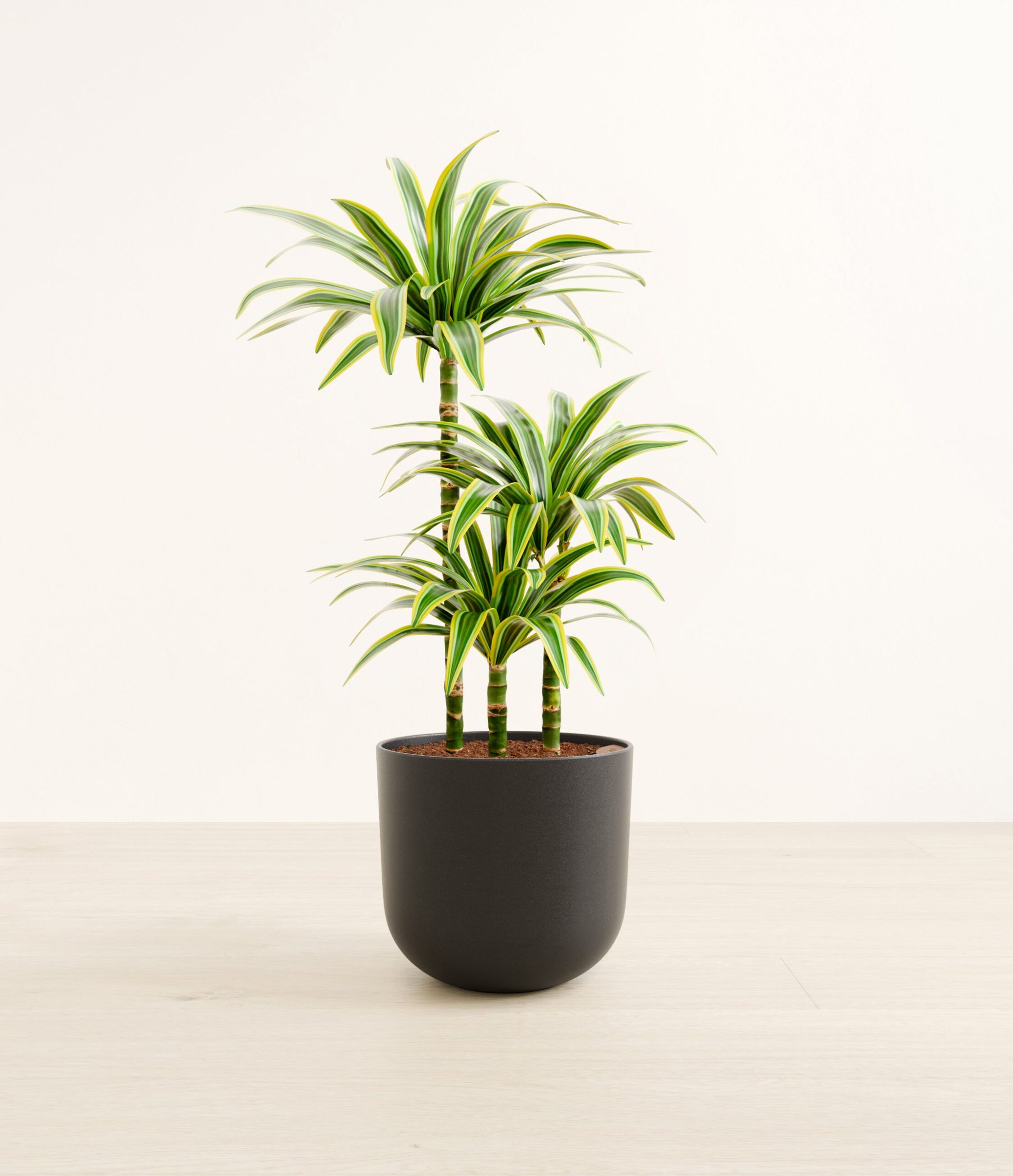 DracaenaLemonLimeLarge_Stone_Black.jpg