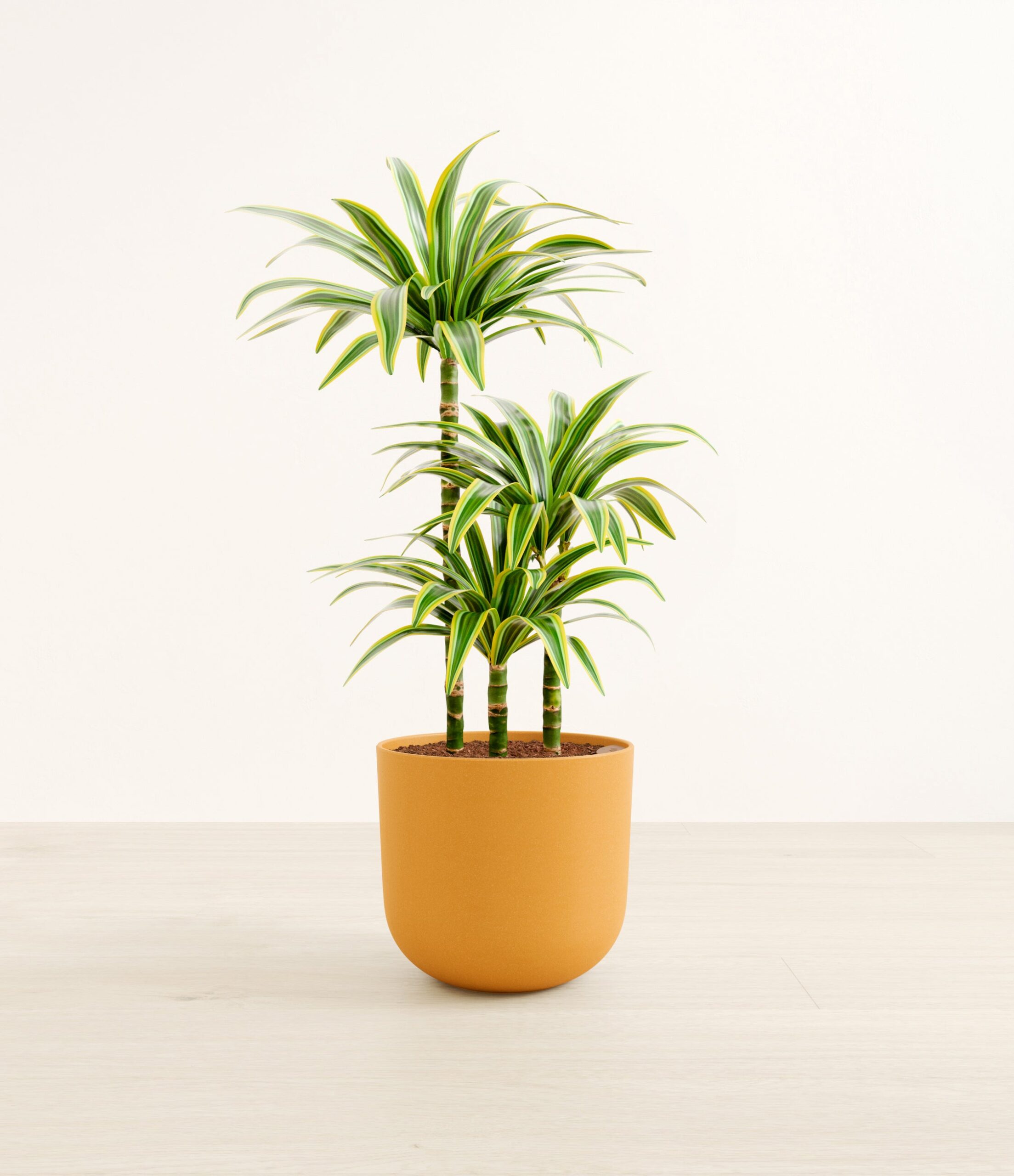 DracaenaLemonLimeLarge_Sunset_Orange.jpg