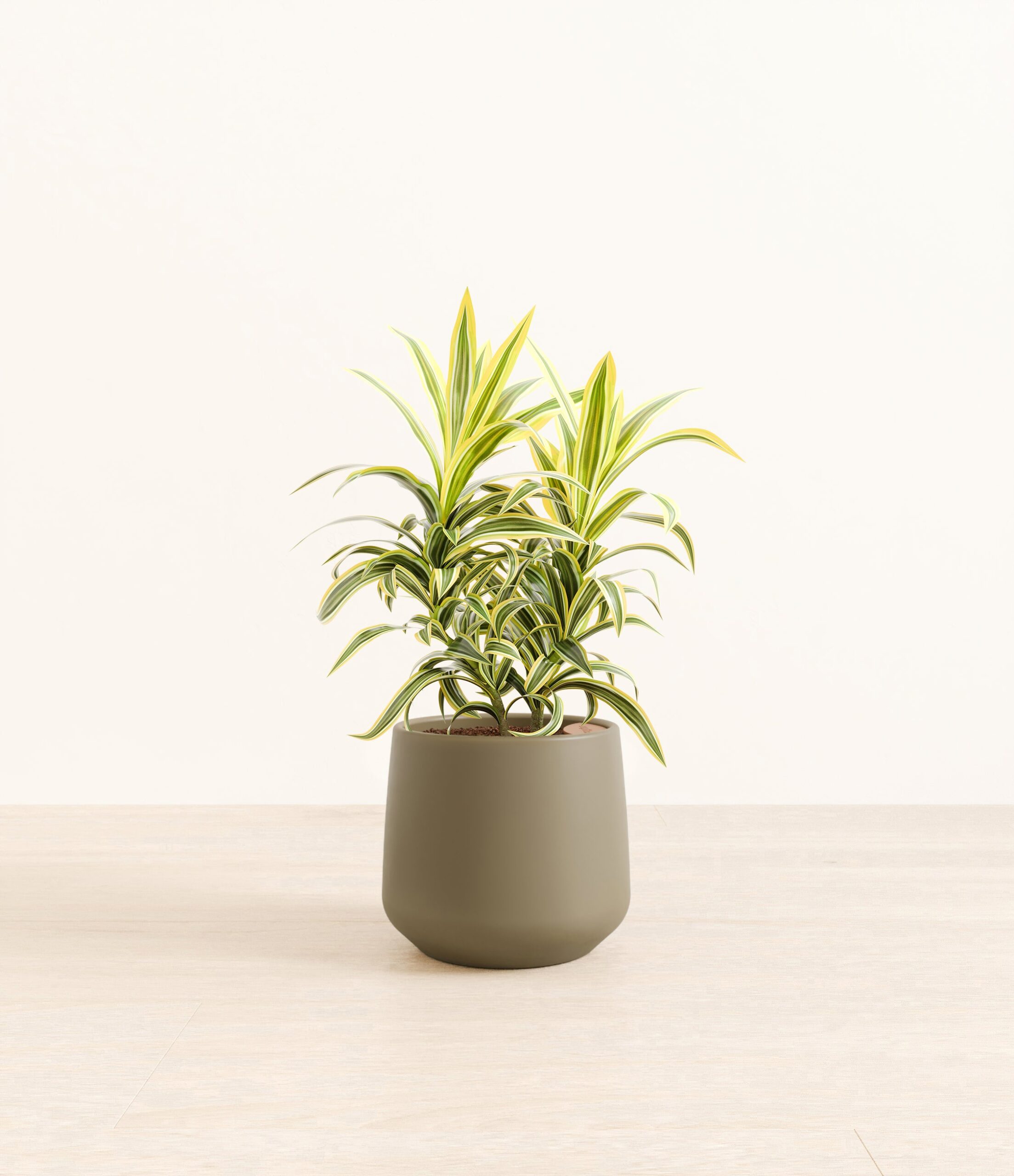 DracaenaSongOfIndiaAmber_medium_army_green.jpg