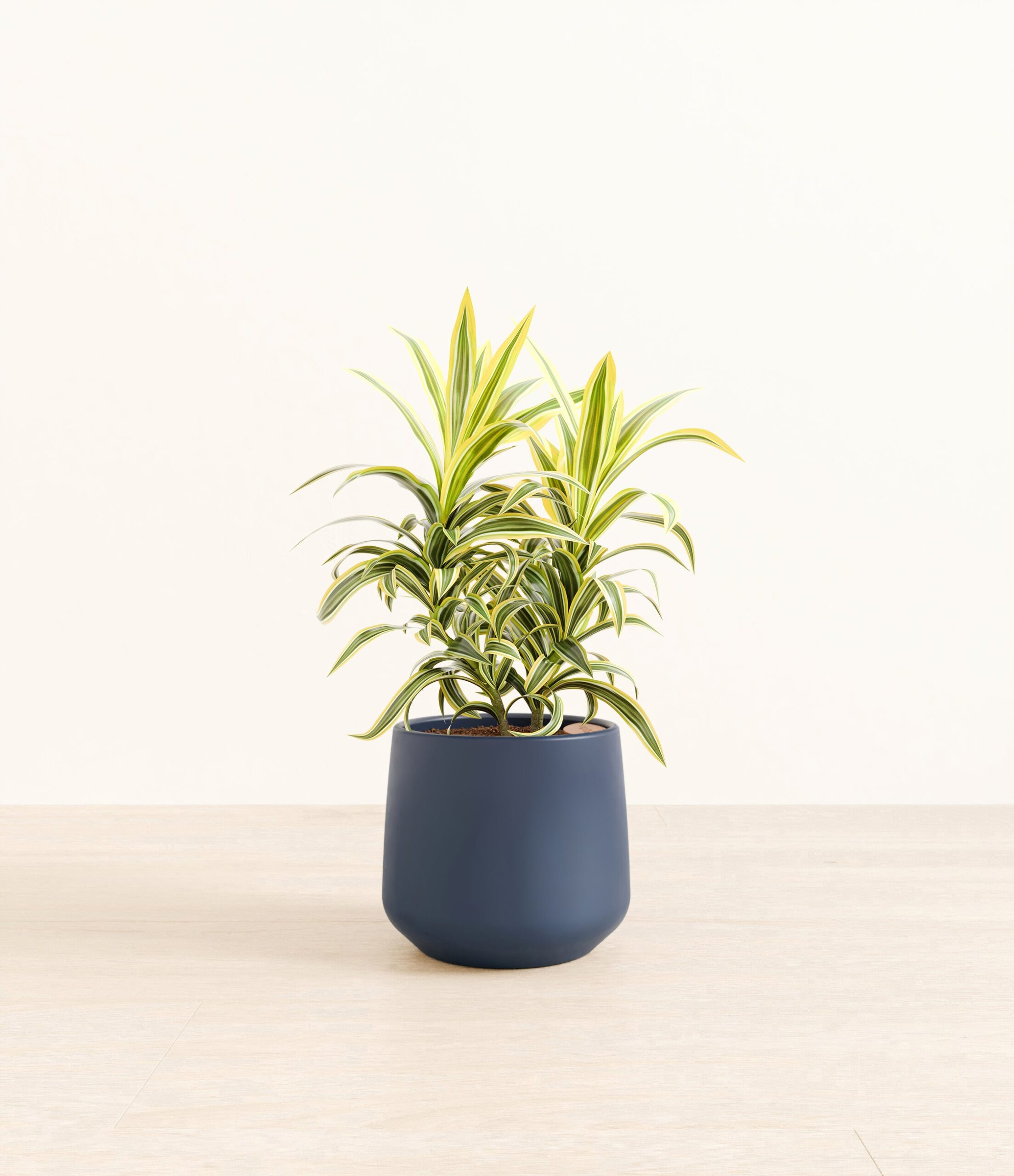 DracaenaSongOfIndiaAmber_medium_blue.jpg