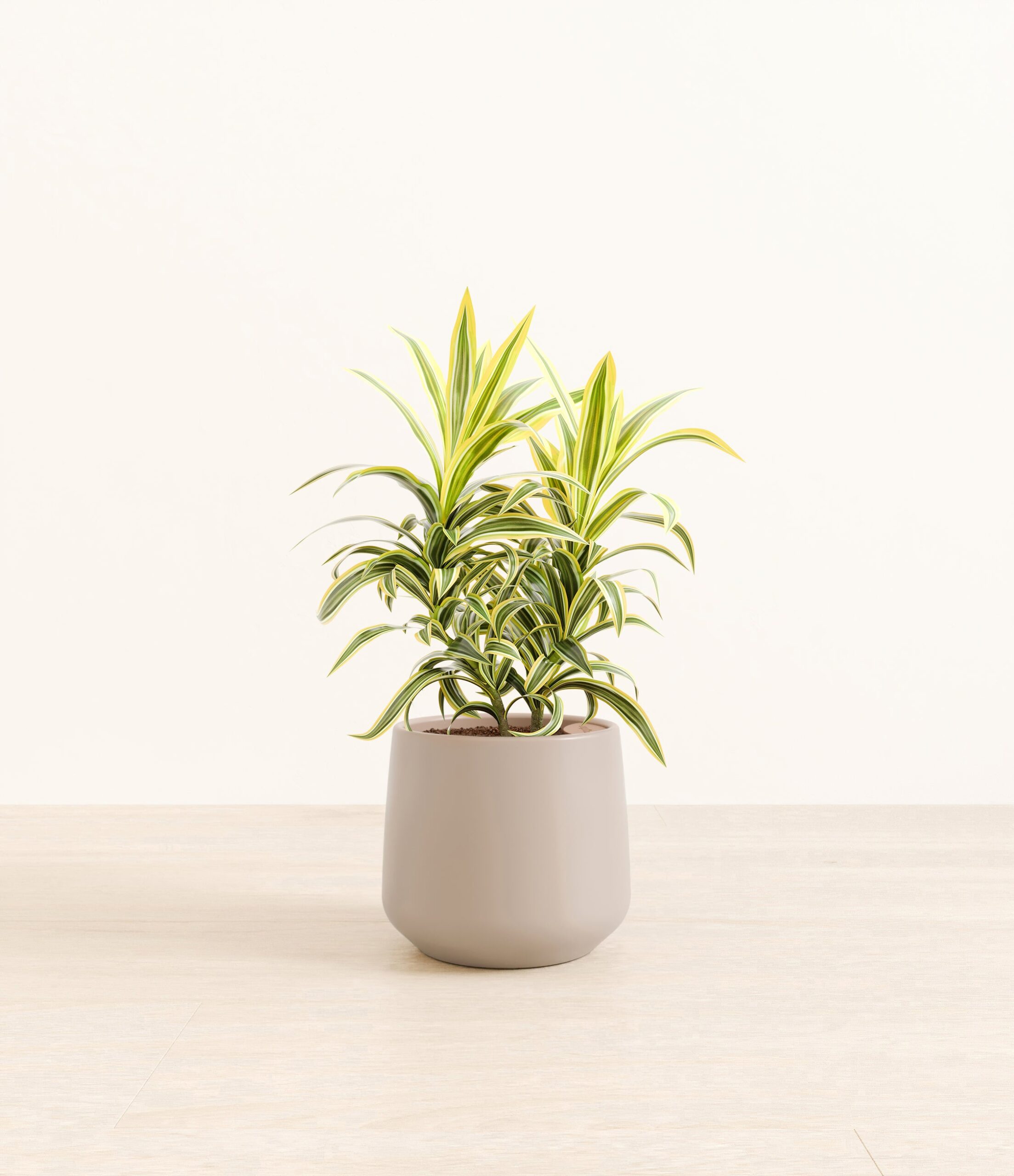DracaenaSongOfIndiaAmber_medium_light_grey.jpg